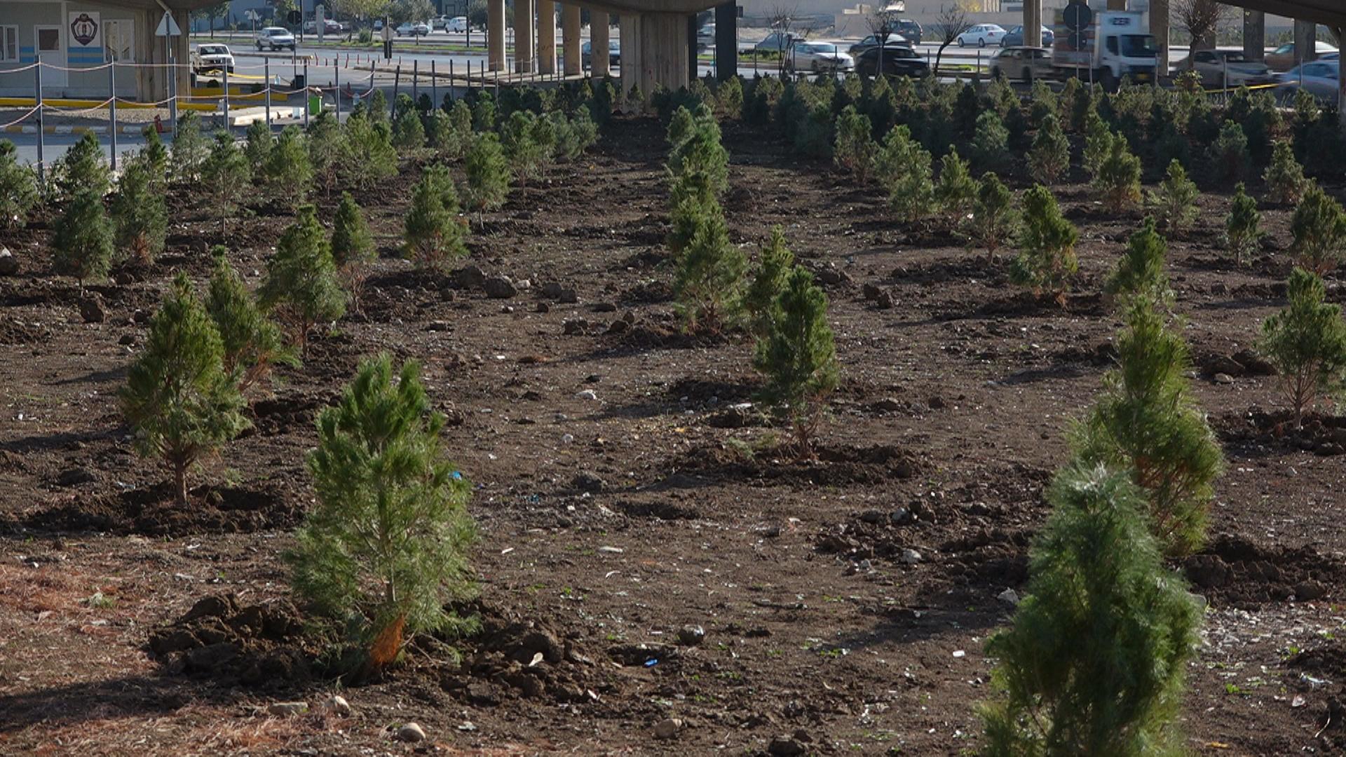 شاناز ئیبراهیم ئەحمەد ئەركی سەوزكردنی بەردەم دەروازەی نەخۆشخانەی شاری گرتەئەستۆ