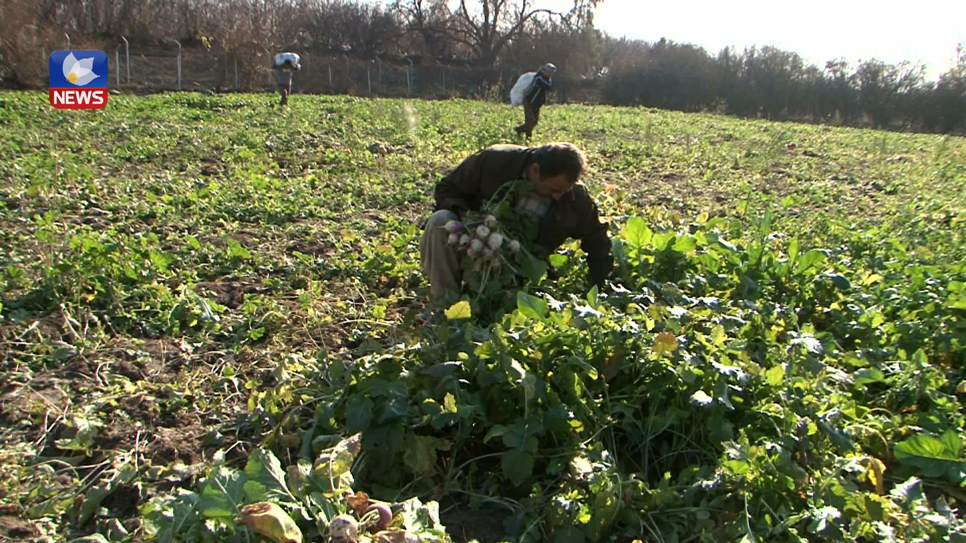 وەرزی چنینەوەی شێلم لە گوندی گۆپتەپە دەستیپێکرد
