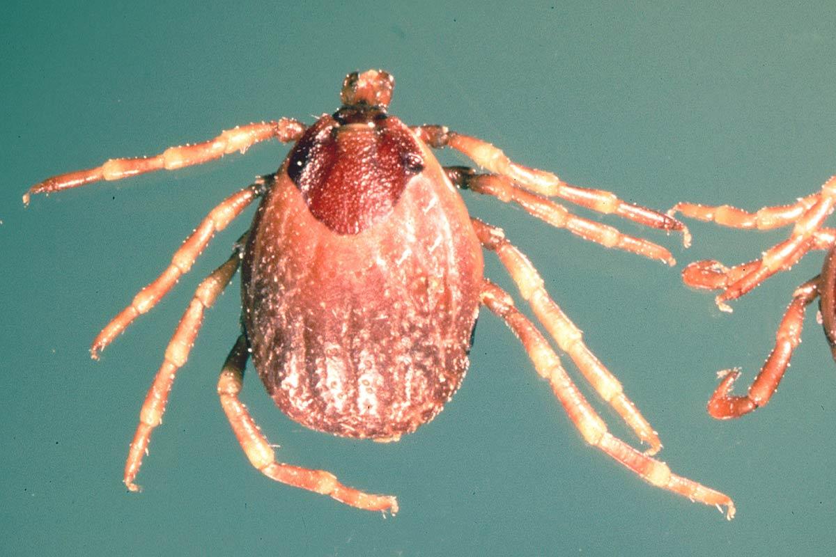 یەکەم گیان لەدەستدان بە تای خوێنبەربوون لە بابل راگەیەندرا