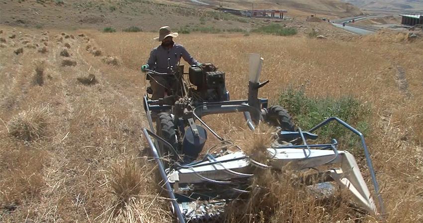 لە ئاکرێ بە ئامێرێکی نوێ دروێنەی گەنم دەکرێت