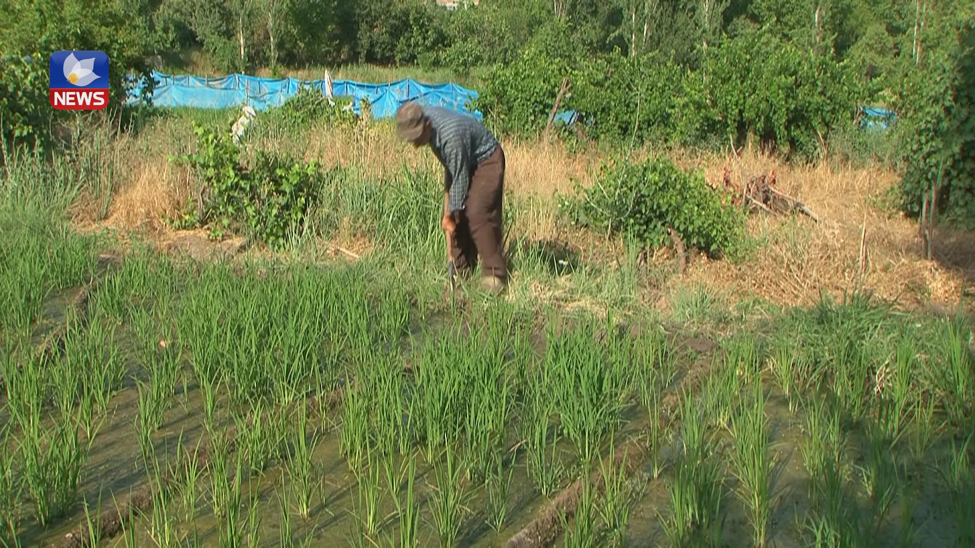 جوتیارانی بناری چیای گارە بەھۆی کەمئاوییەوە وازیان لە کشتوکاڵکردن ھێناوە