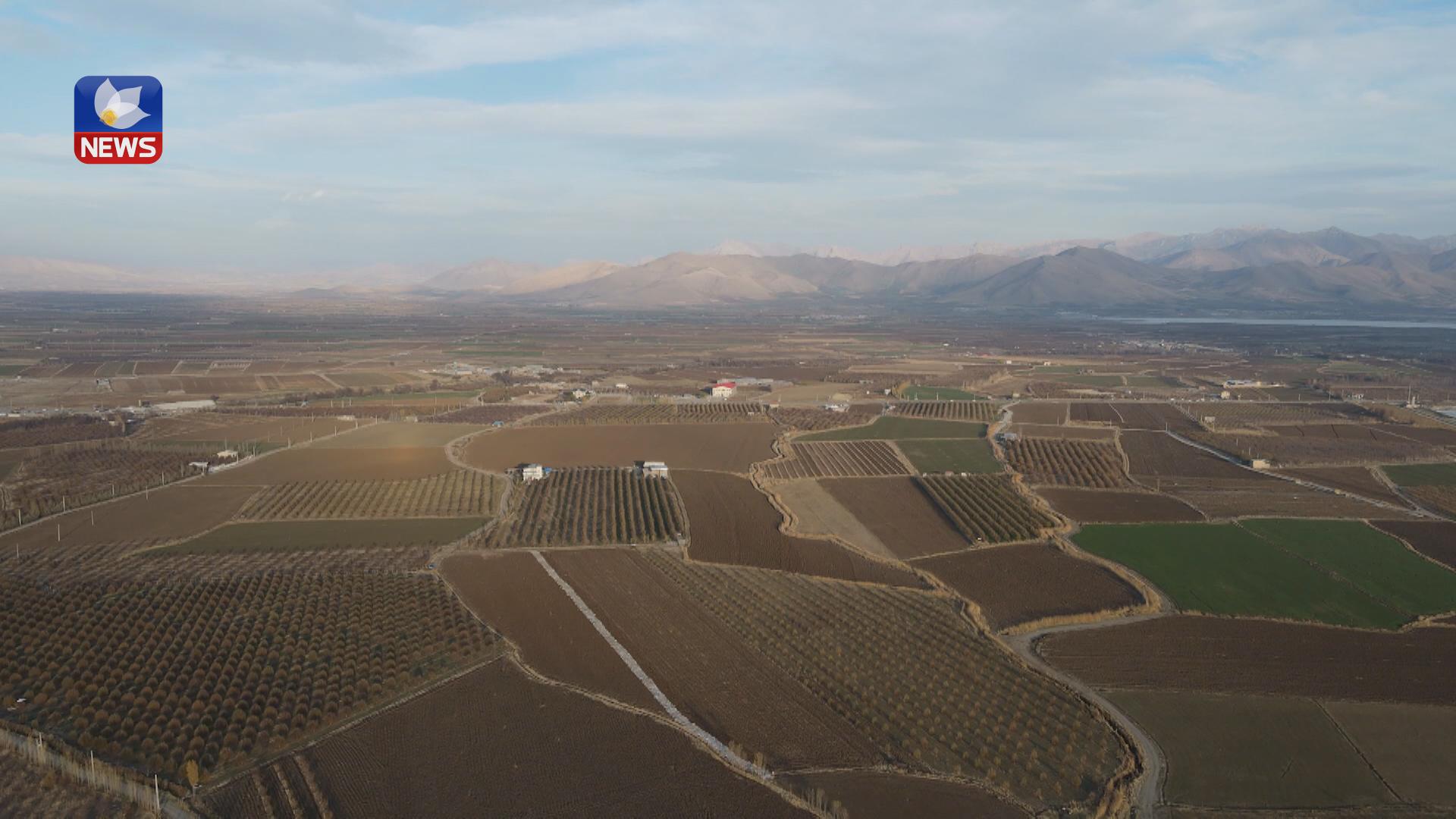 وەرزی کۆکردنەوەی چەوەندەر لە پیرانشار دەستیپێکرد