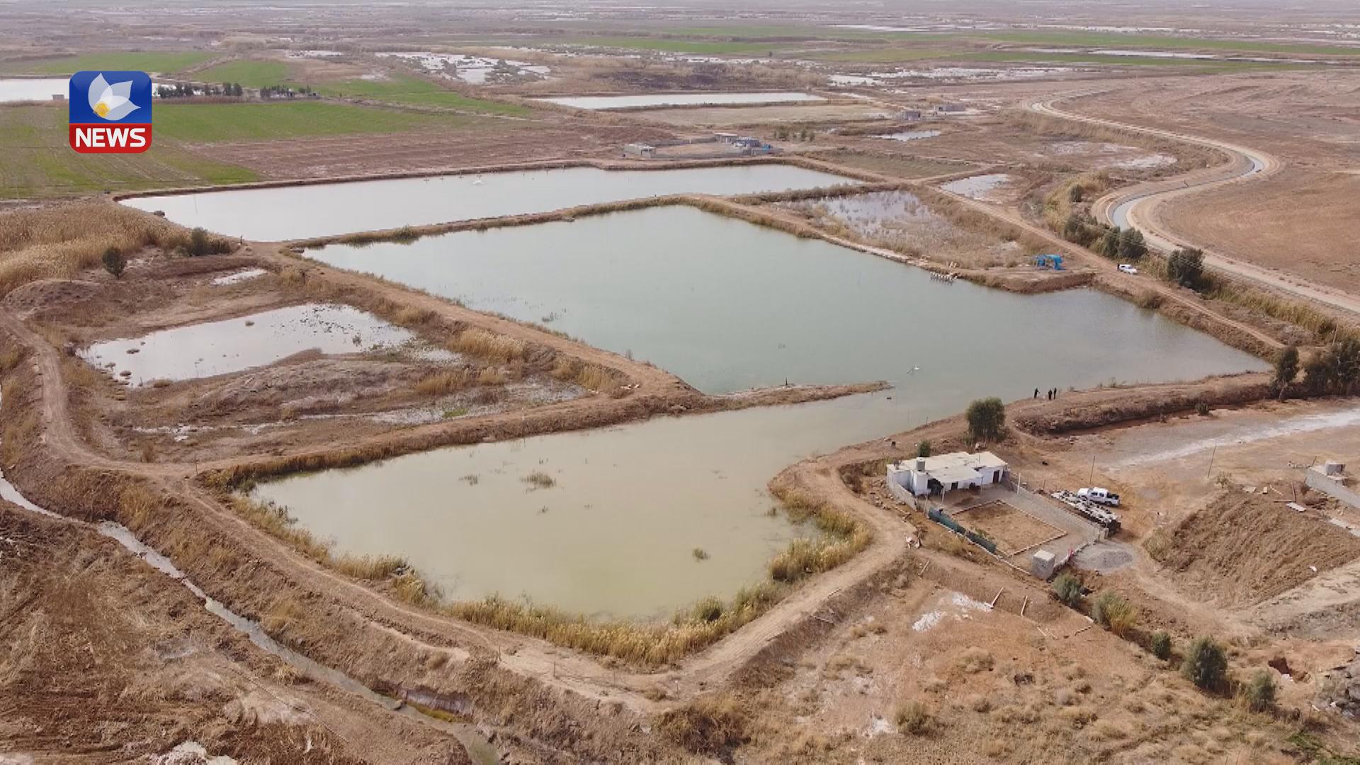 دەشتی گومار لە گەرمیان بەناوبانگترین شوێنی بەخێوکردنی ماسییە