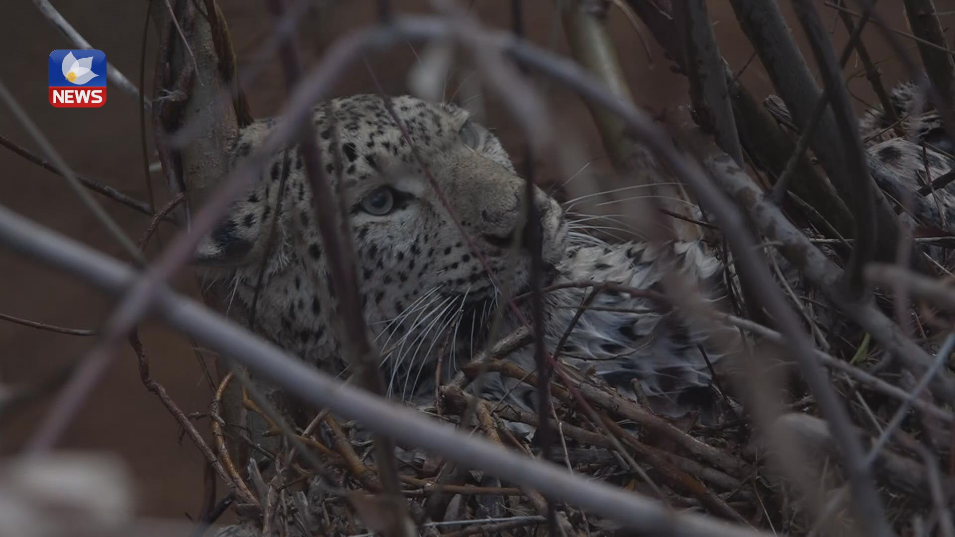 پڵنگێک لە قەزای باتیفا ڕزگار کرا