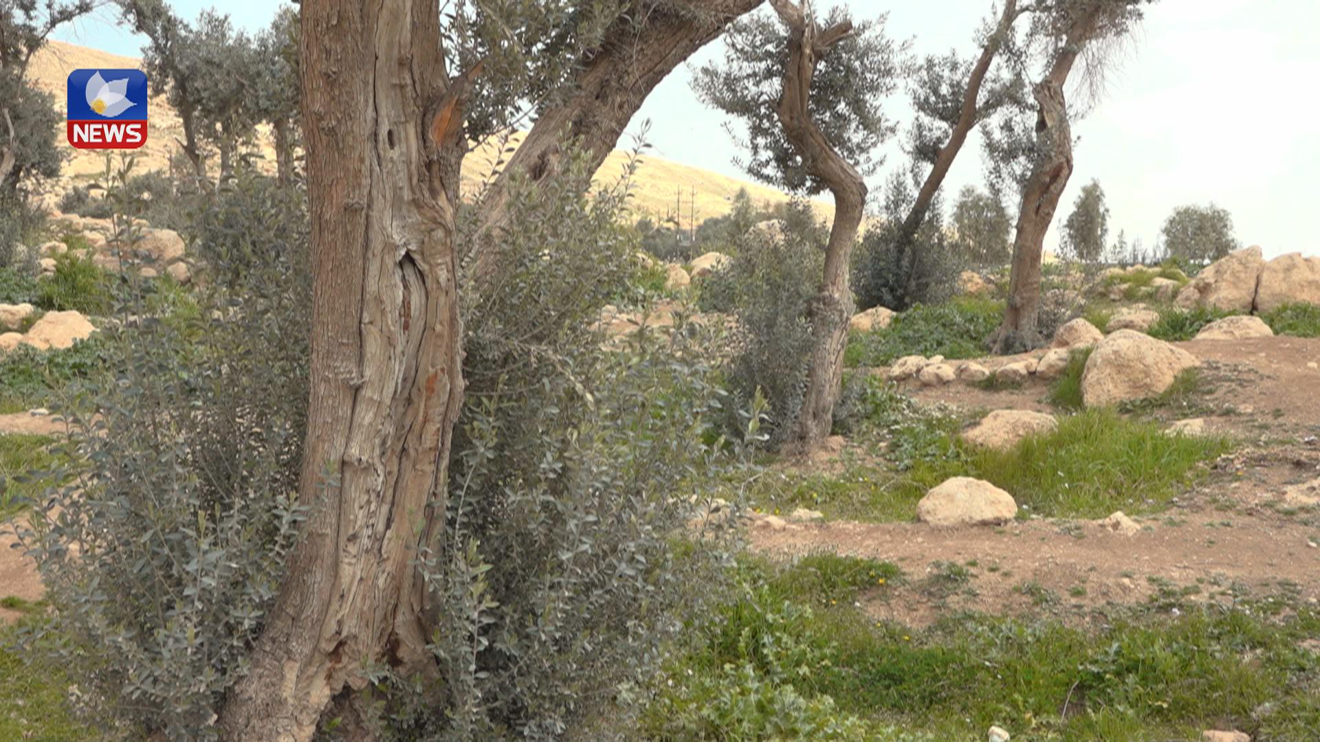 زۆربەی دانیشتووانی نەینەوا بژێوی ژیانیان لەسەر کشتوکاڵ و داری زەیتوونە