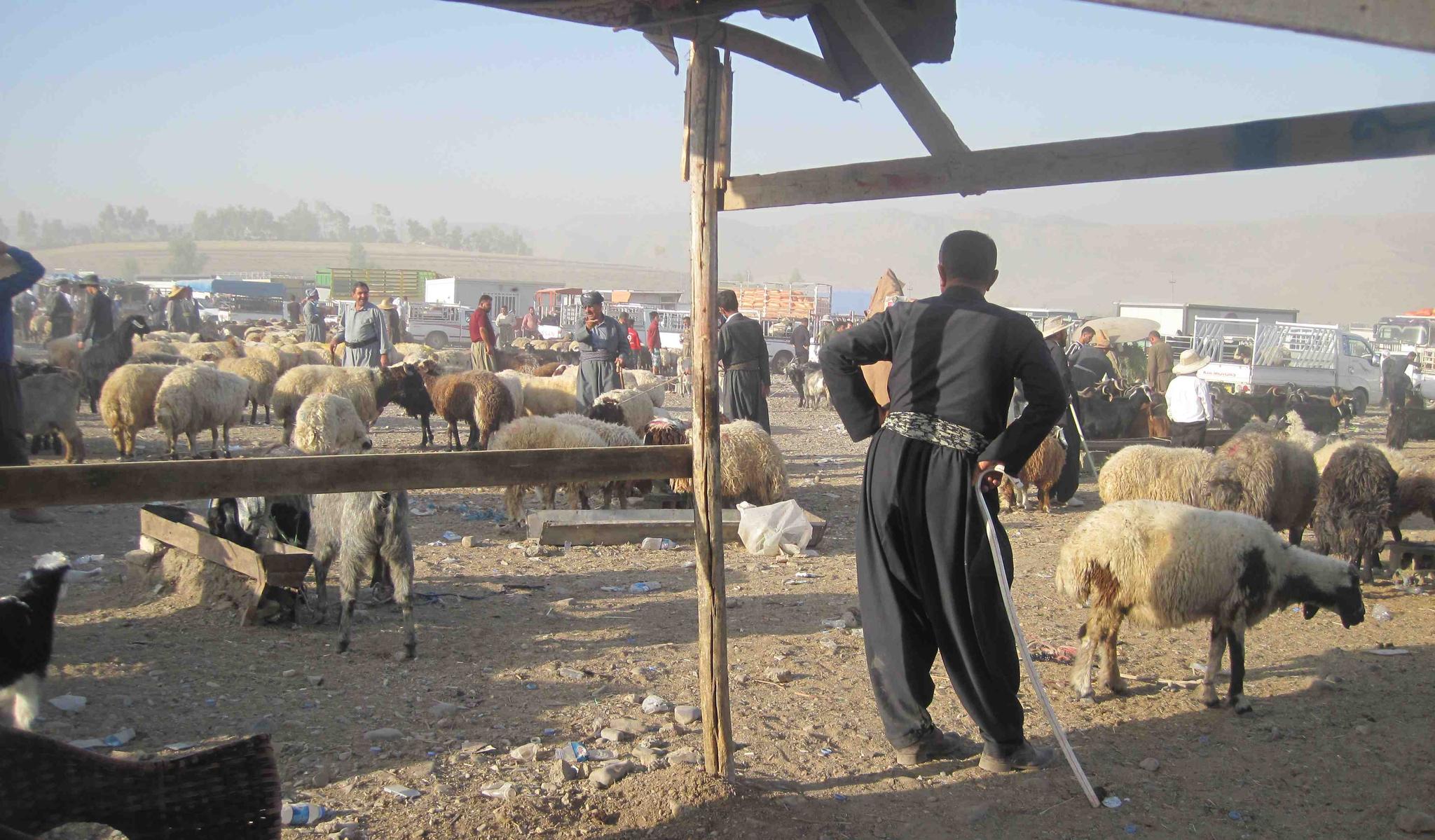 لە مەیدانی ئاژەڵفرۆشانی سلێمانی کەسێک کوژرا