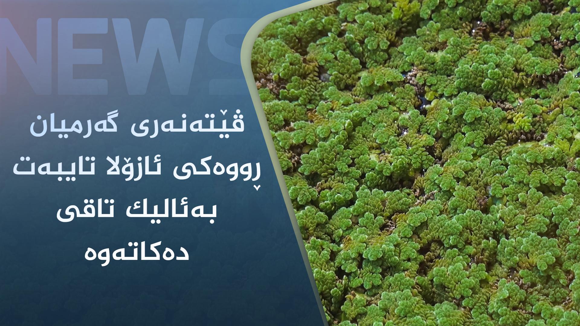 ڤێتەنەری گەرمیان ڕووەکی ئازۆلا تایبەت بەئالیک تاقی دەکاتەوە