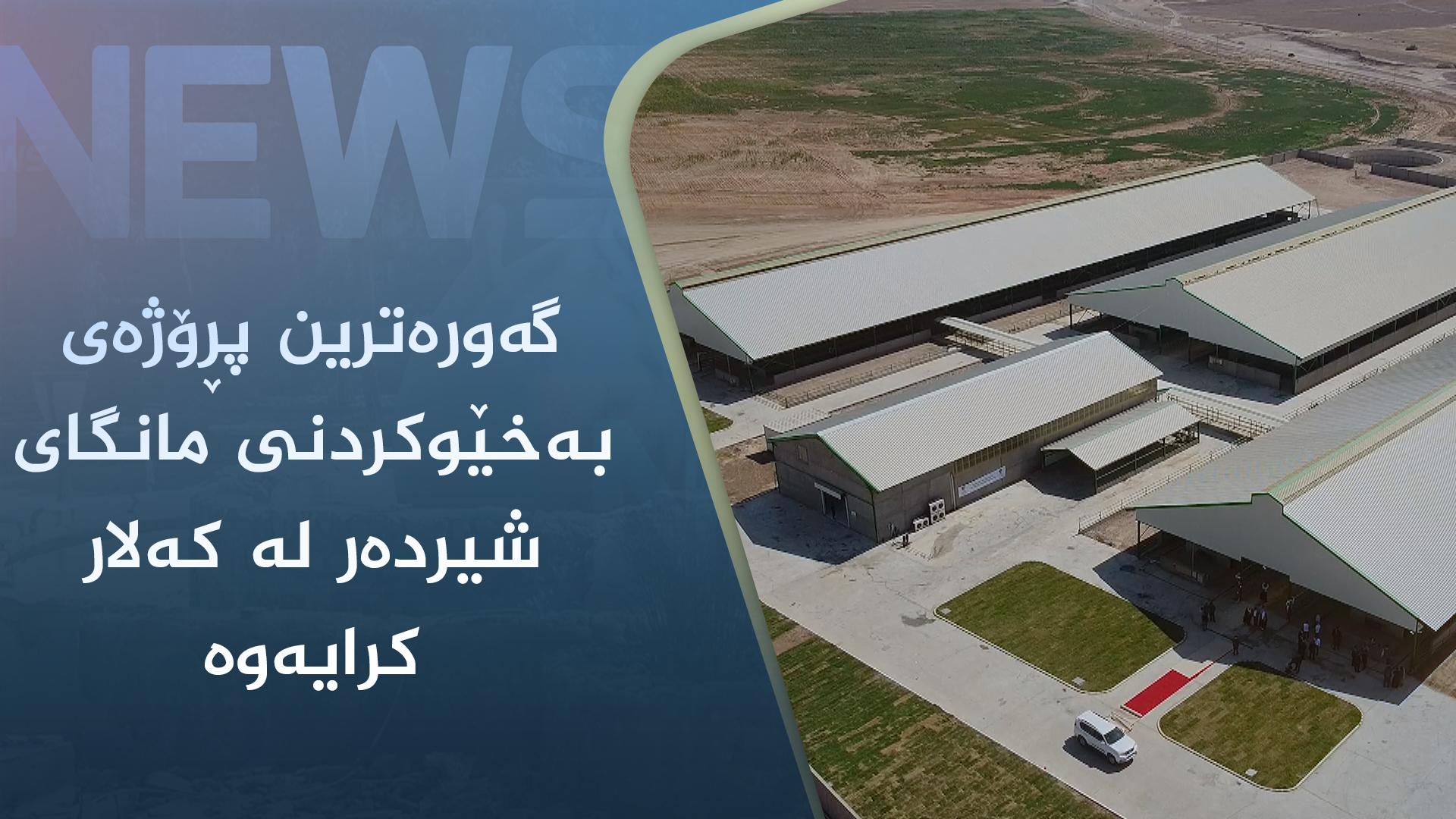 گەورەترین پڕۆژەی بەخێوکردنی مانگای شیردەر لە کەلار کرایەوە