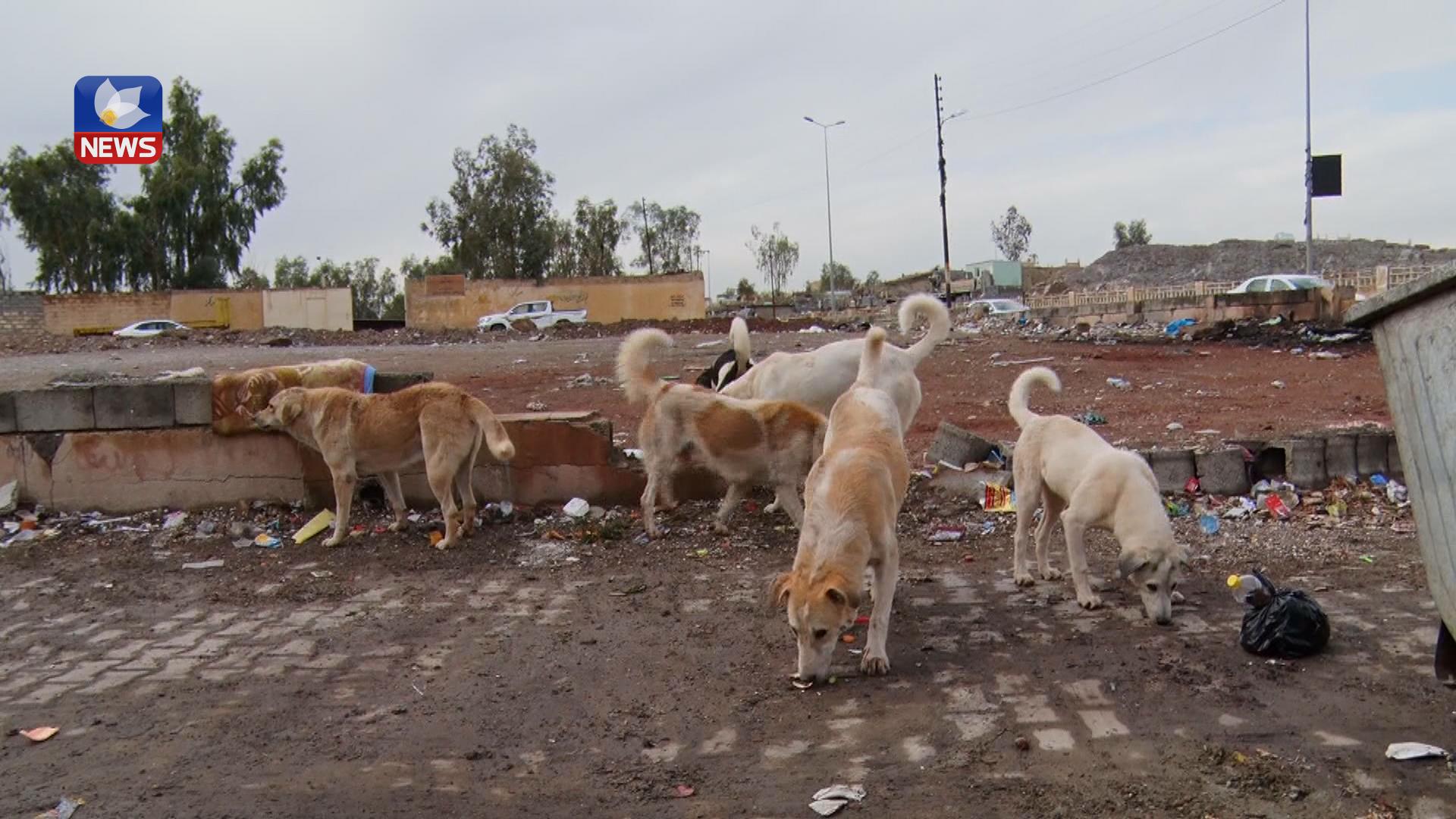 لەناوبردنی سەگە بێلانەکان لە کەرکوک دەستیپێکردووەتەوە
