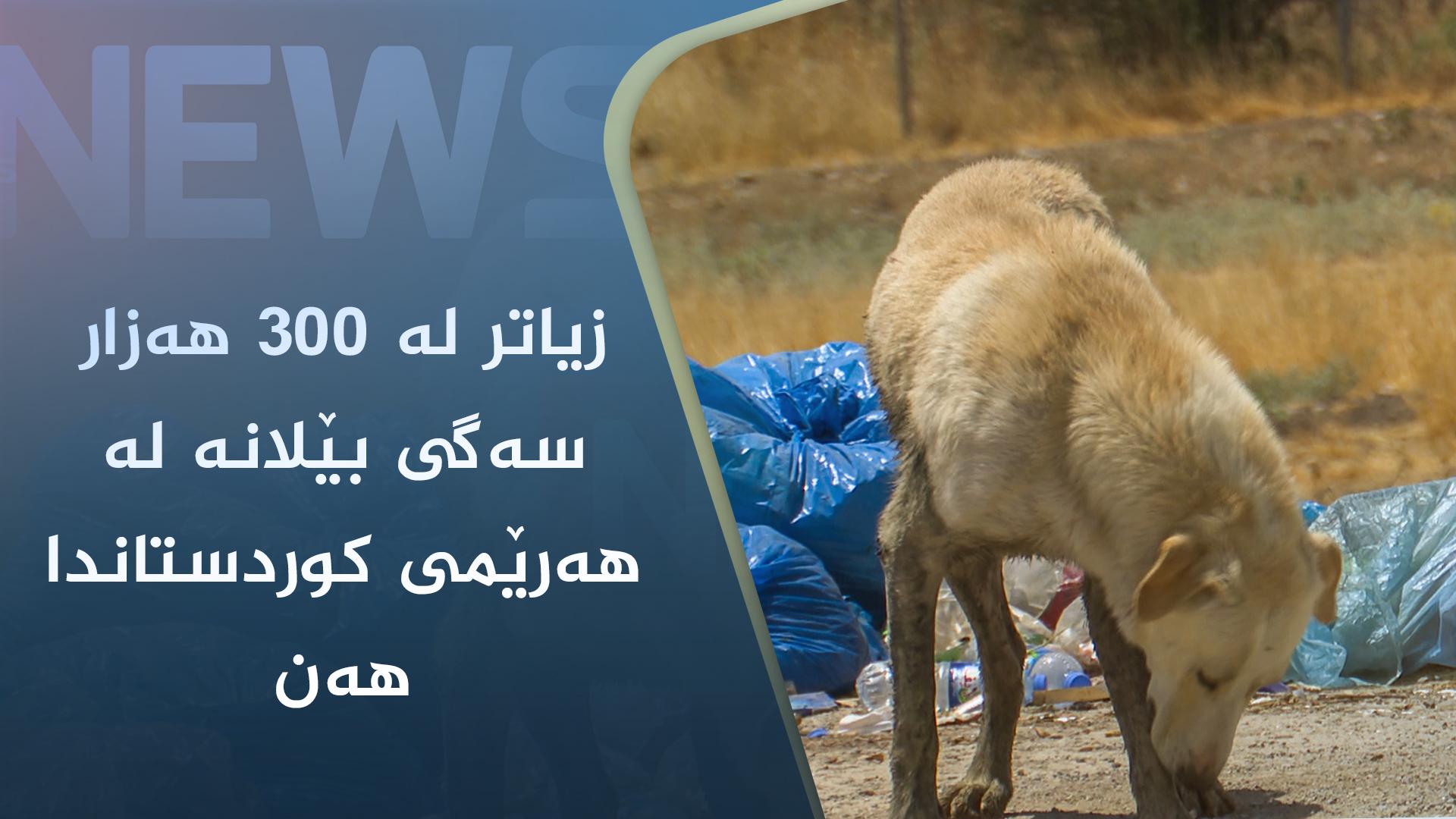 زیاتر لە ٣٠٠ ھەزار سەگی بێلانە لە ھەرێمی کوردستاندا ھەن