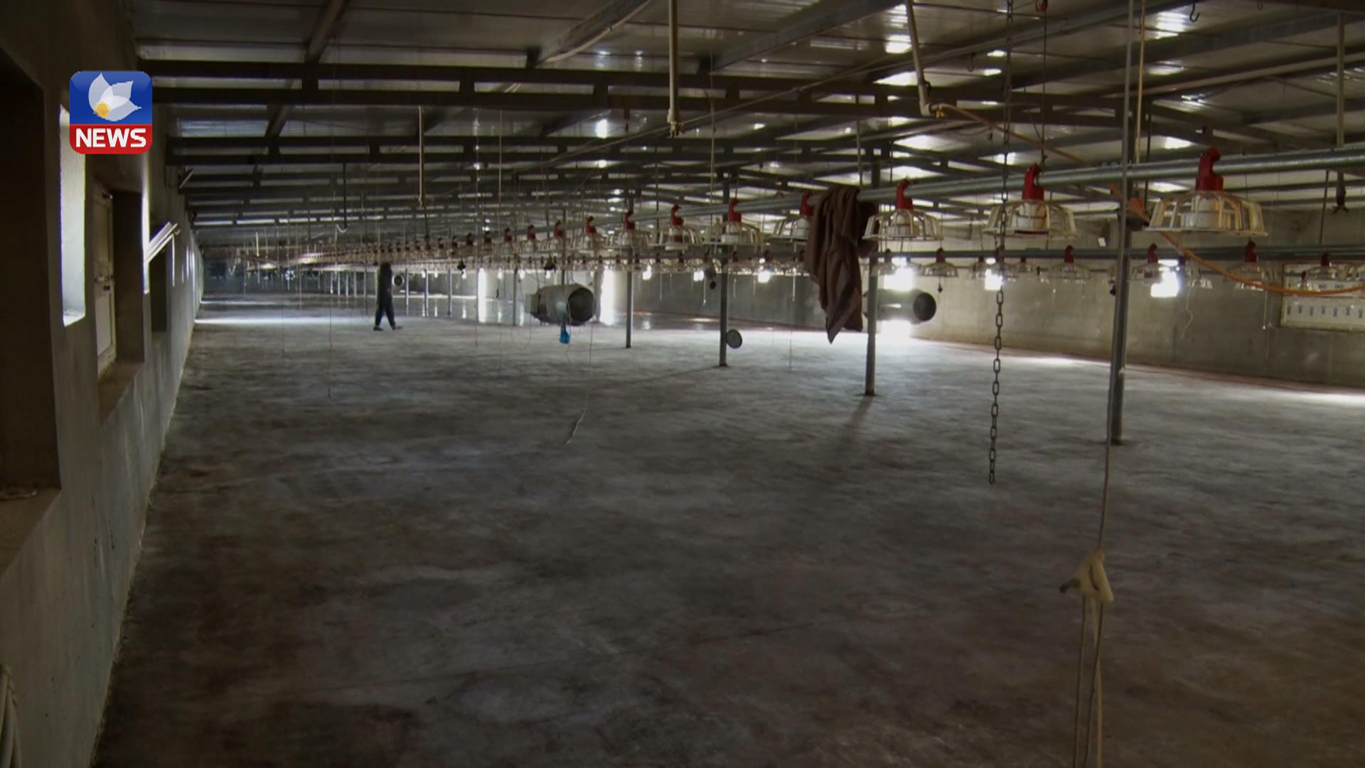 ژمارەی کێلگە پەلەوەرییەکان لە کەرکوک کەمبوونەتەوە