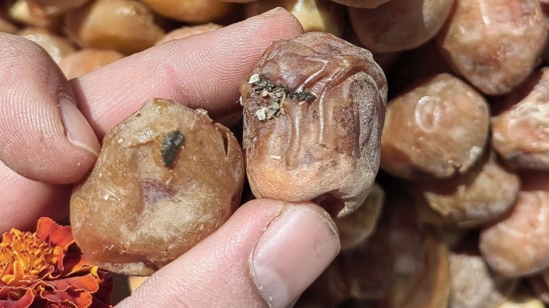 لە رانیە دەستبەسەر زیاتر لە نیو تۆن خورمای خراپبوودا گیرا