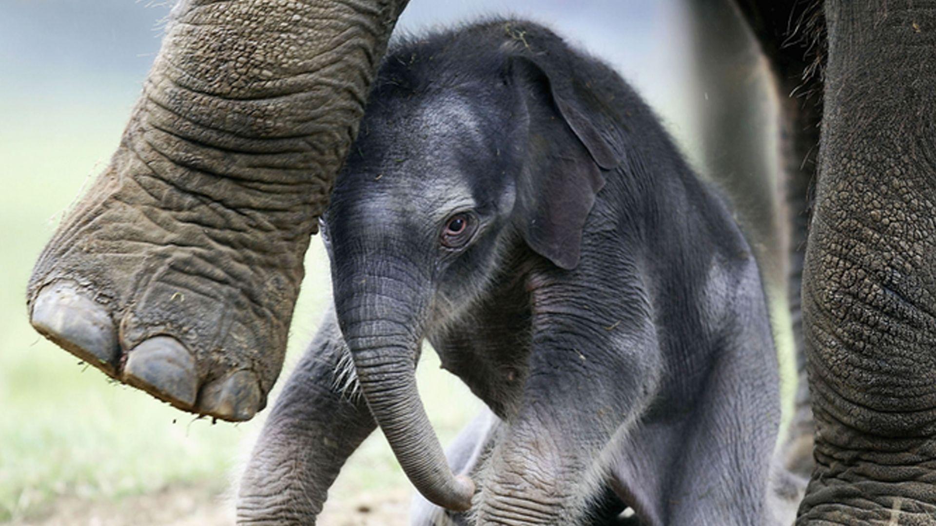 بێچووە فیلێک دوای دوورکەوتنەوەی لە دایکی سەرنجی ملیۆنان بینەر بۆ لای خۆی رادەکێشێت