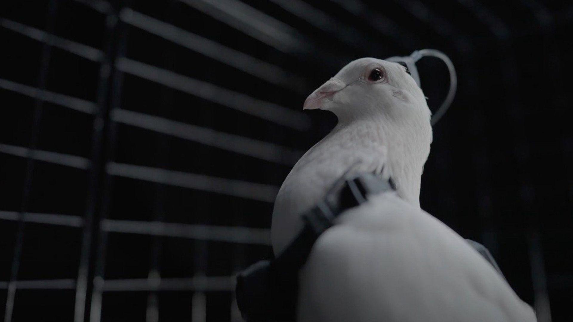 كۆمپانیایەكی روسی كۆتر وەك فڕۆكەی بێفڕۆكەوان بەكاردەهێنێت