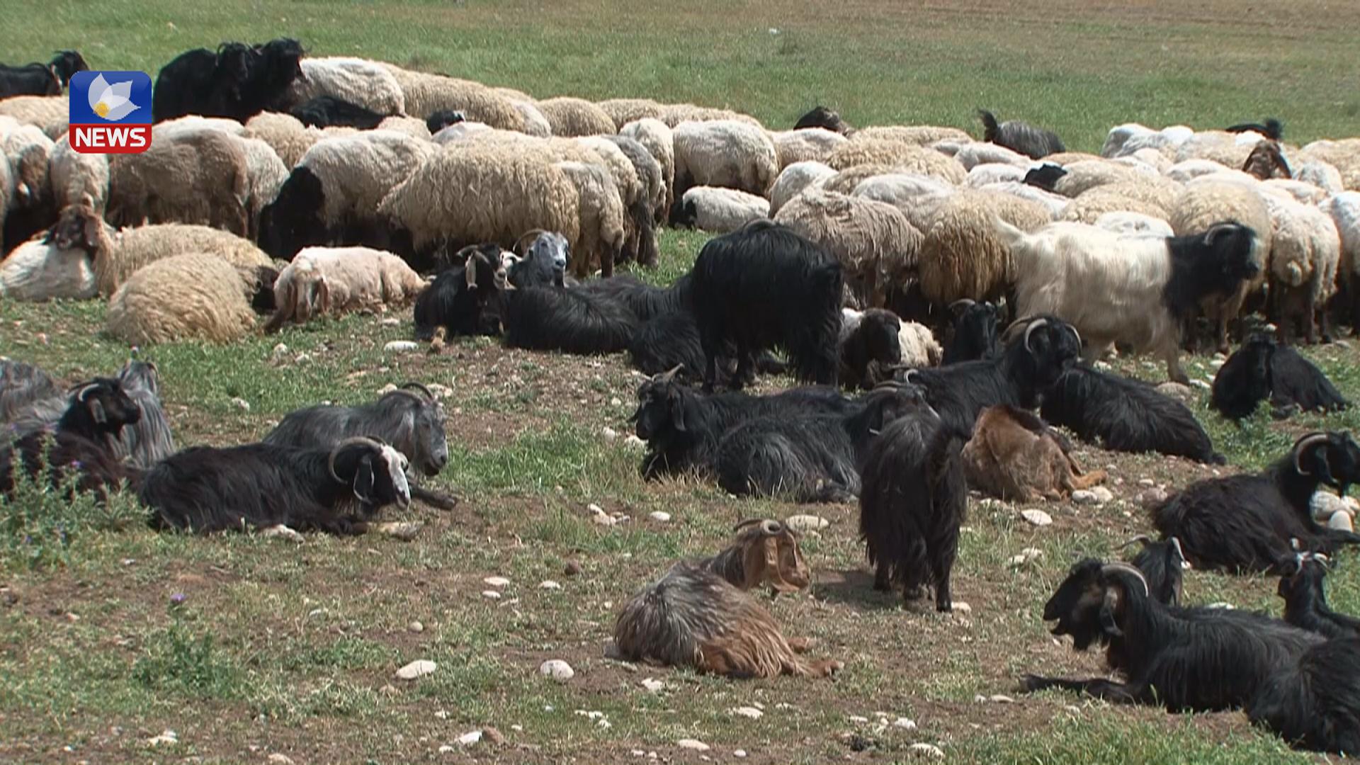 لە بەردەڕەش کەمبارانی گرفتی بۆ ئاژەڵداران دروستکردووە