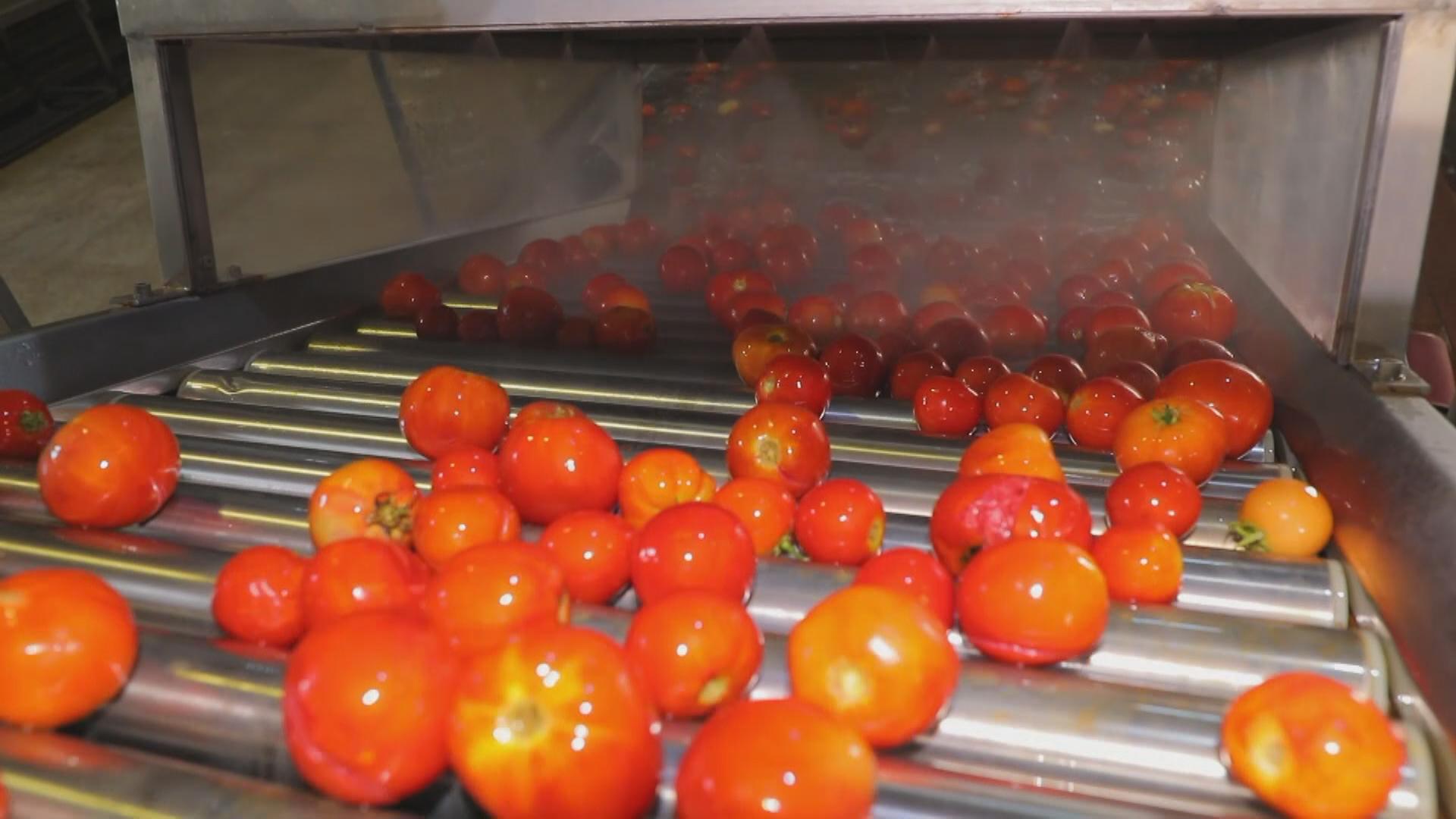 کارگەی دۆشاوی تەماتەی ھەریر دوای ساڵانێک لە وەستانی کەوتەوە کار