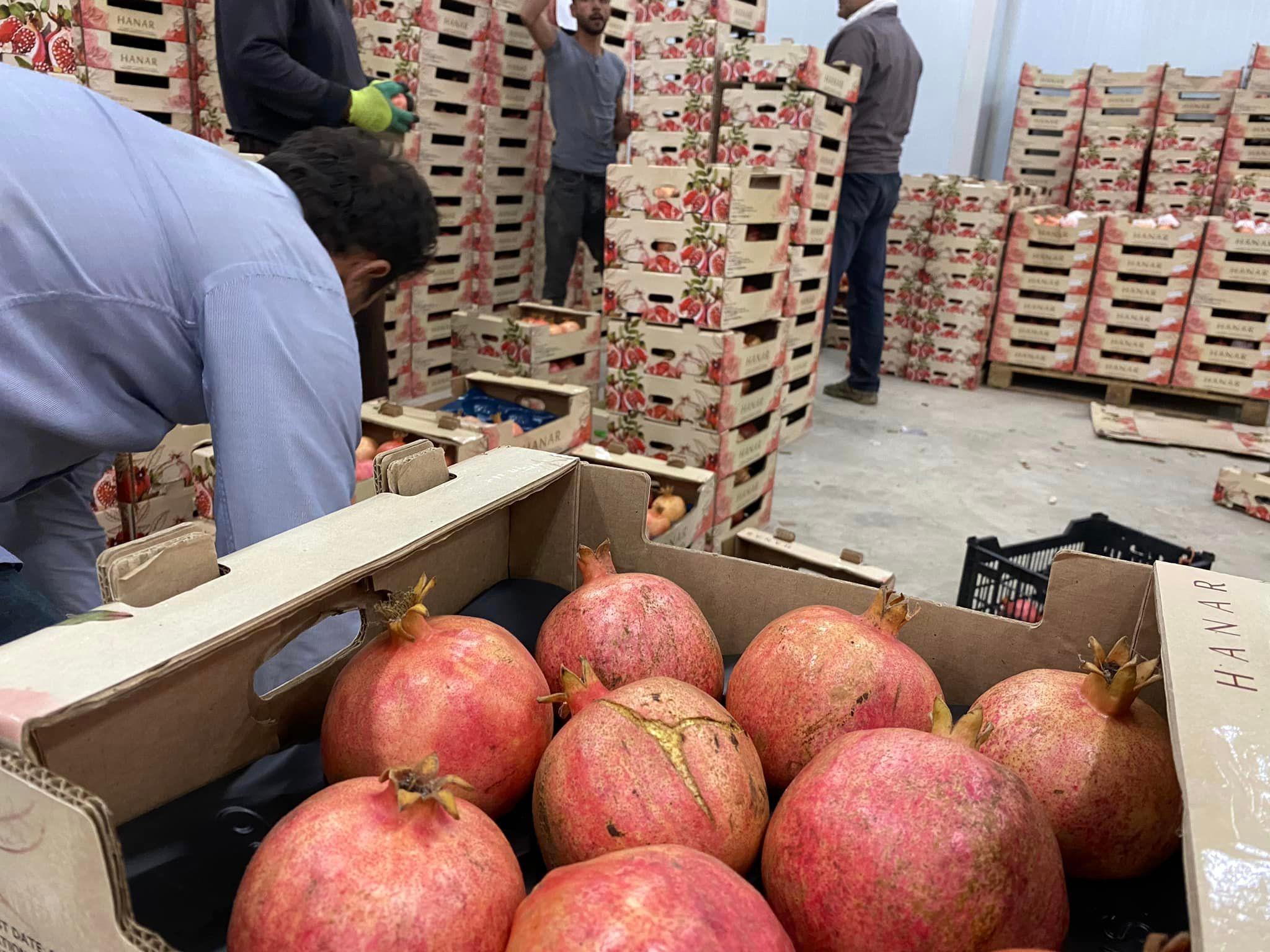 Halabja ships the first loads of pomegranates to the Gulf 