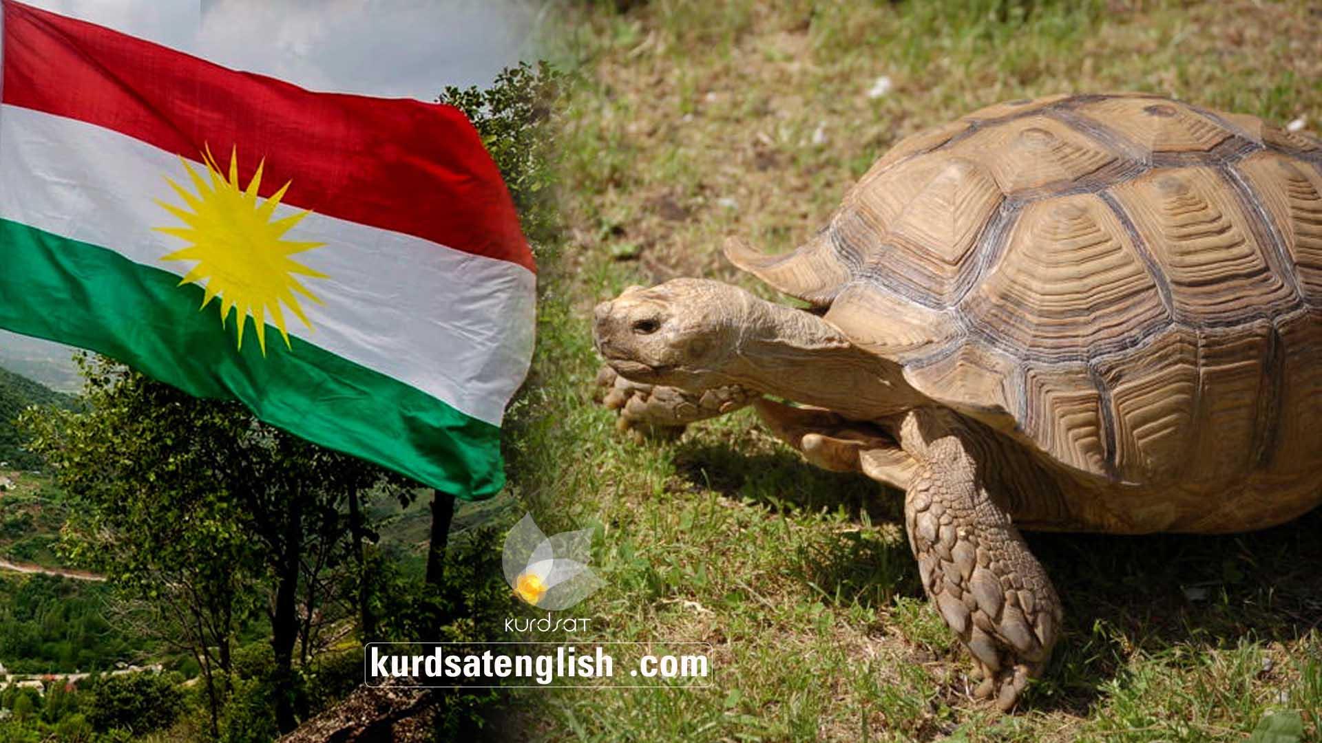 Turtles were highly valued in Kurdish culture
