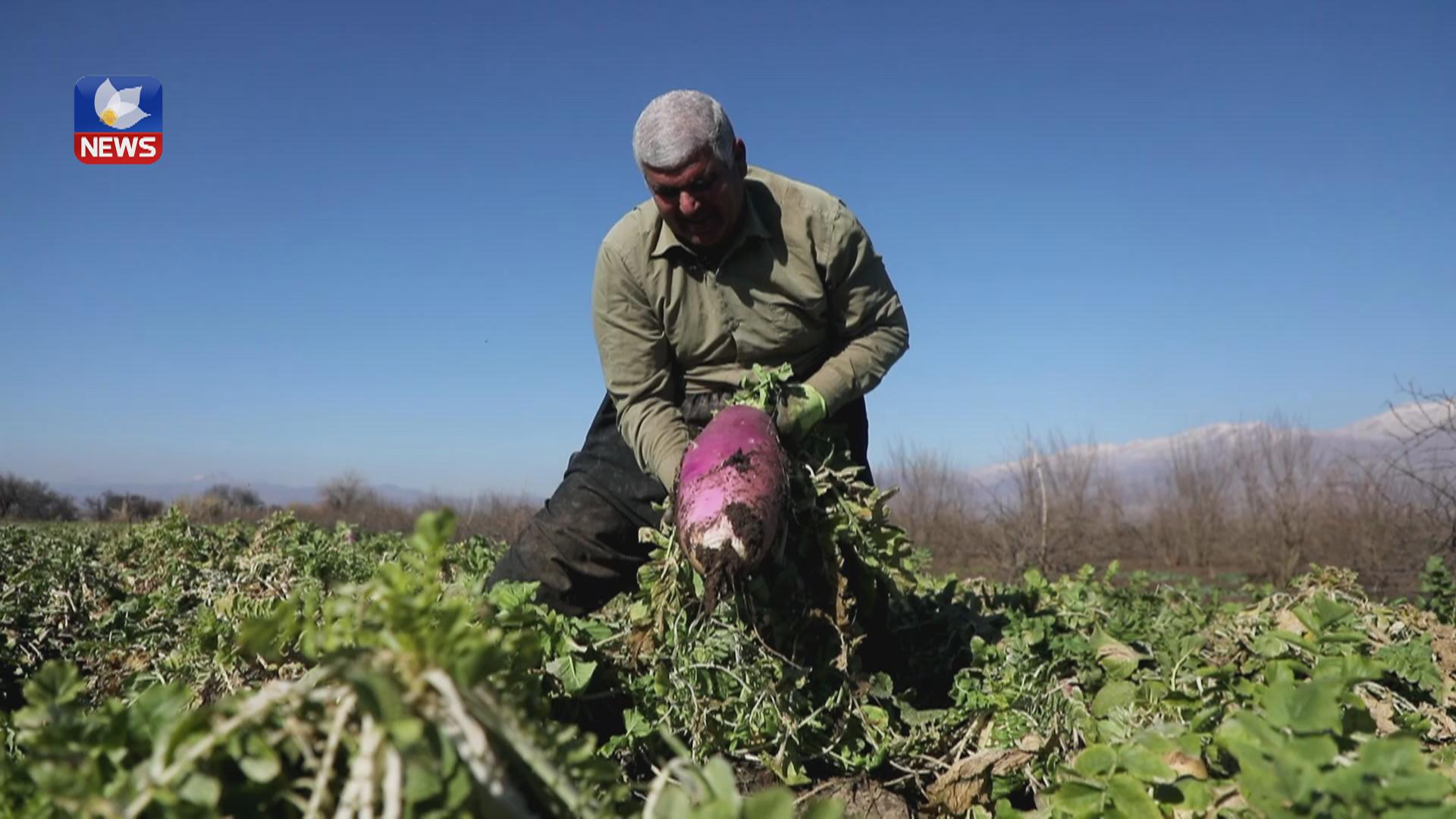 بەرھەمھێنانی تور بە کێشی ٨ کیلۆ لە تەپەتۆڵەکەی شارەزوور