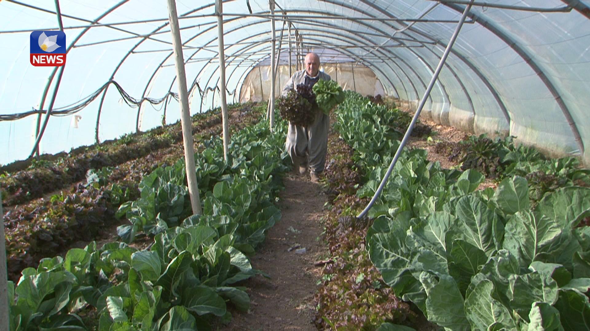 جوتیارێک لە ناحیەی سەنگاو ١٦ جۆر کاھو بەرھەم دەھێنێت