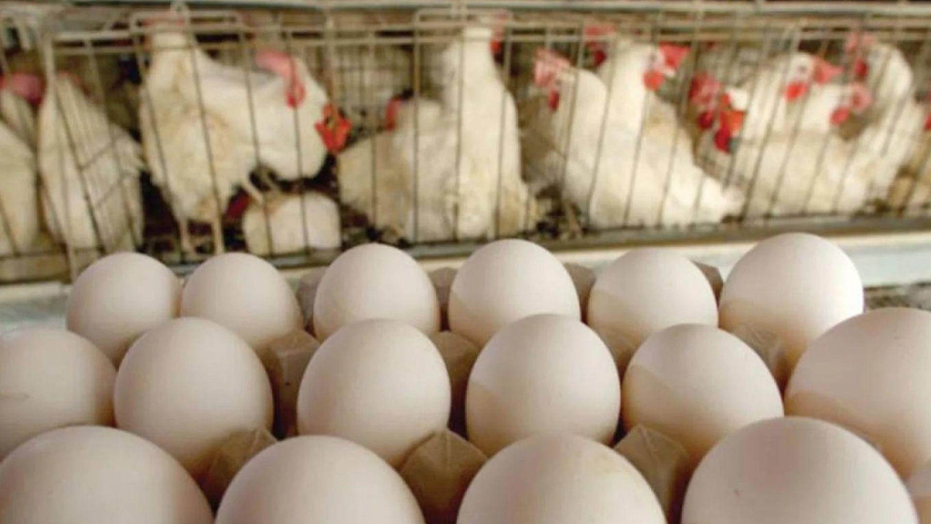 زانایانی ئەمریکا مریشکێک پەرەپێدەدەن کە لەناو هێلکەکەیدا پرۆتینی پزیشکی بەرهەم دەهێنێت