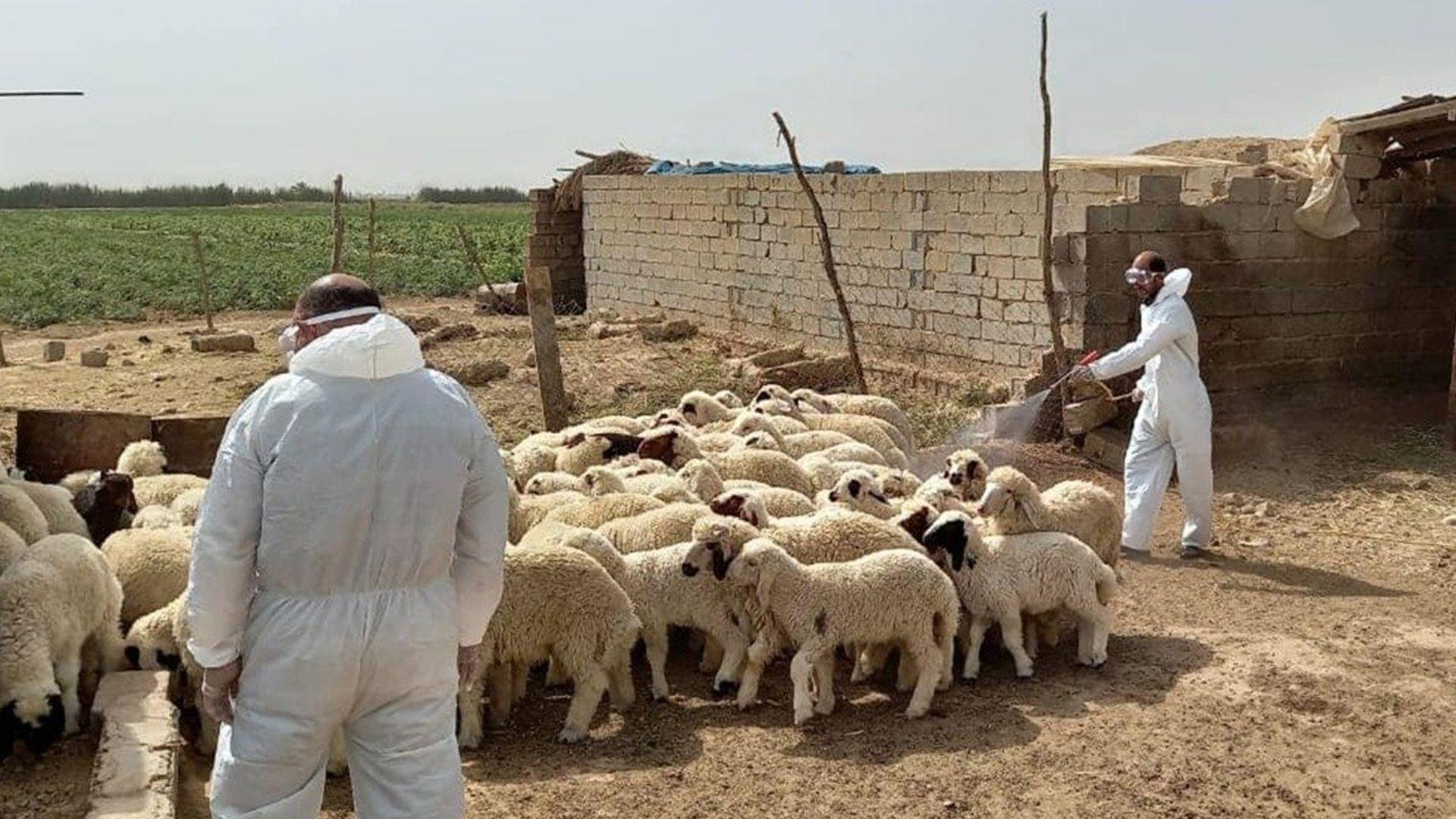وەزارەتی کشتوکاڵی عیراق چەند رێکارێک بۆ رێگری لە بڵاوبوونەوەی تای خوێنبەربوون رادەگەیەنێت