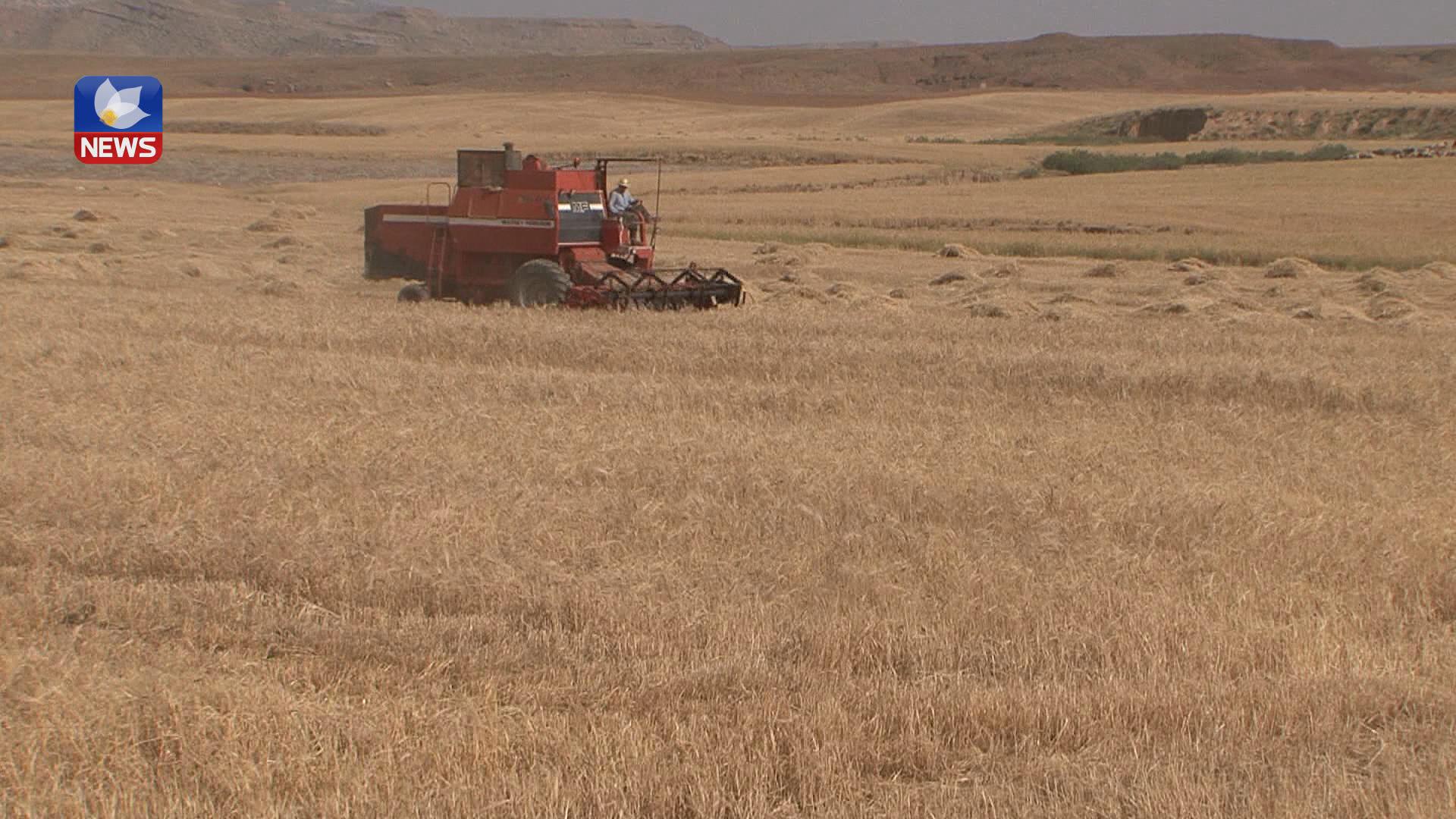 كشتوكاڵی چەمچەماڵ: وشكەساڵی مەترسی چۆڵبوونی گوندەكانی لێ دەكرێت 