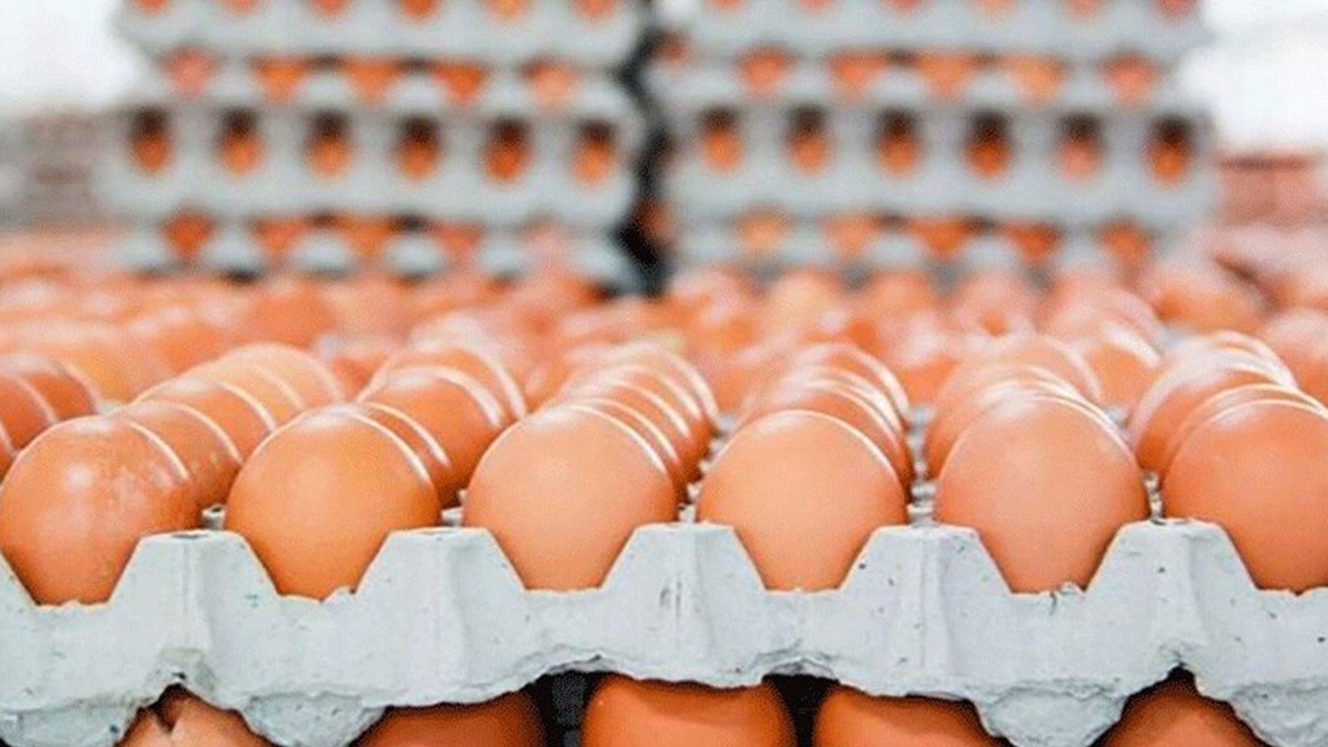 ئەنجومەنی کێڵگە پەلەوەرییەکانی سلێمانی دەنگۆی گرانبونی نرخی هێلکە رەتدەکاتەوە