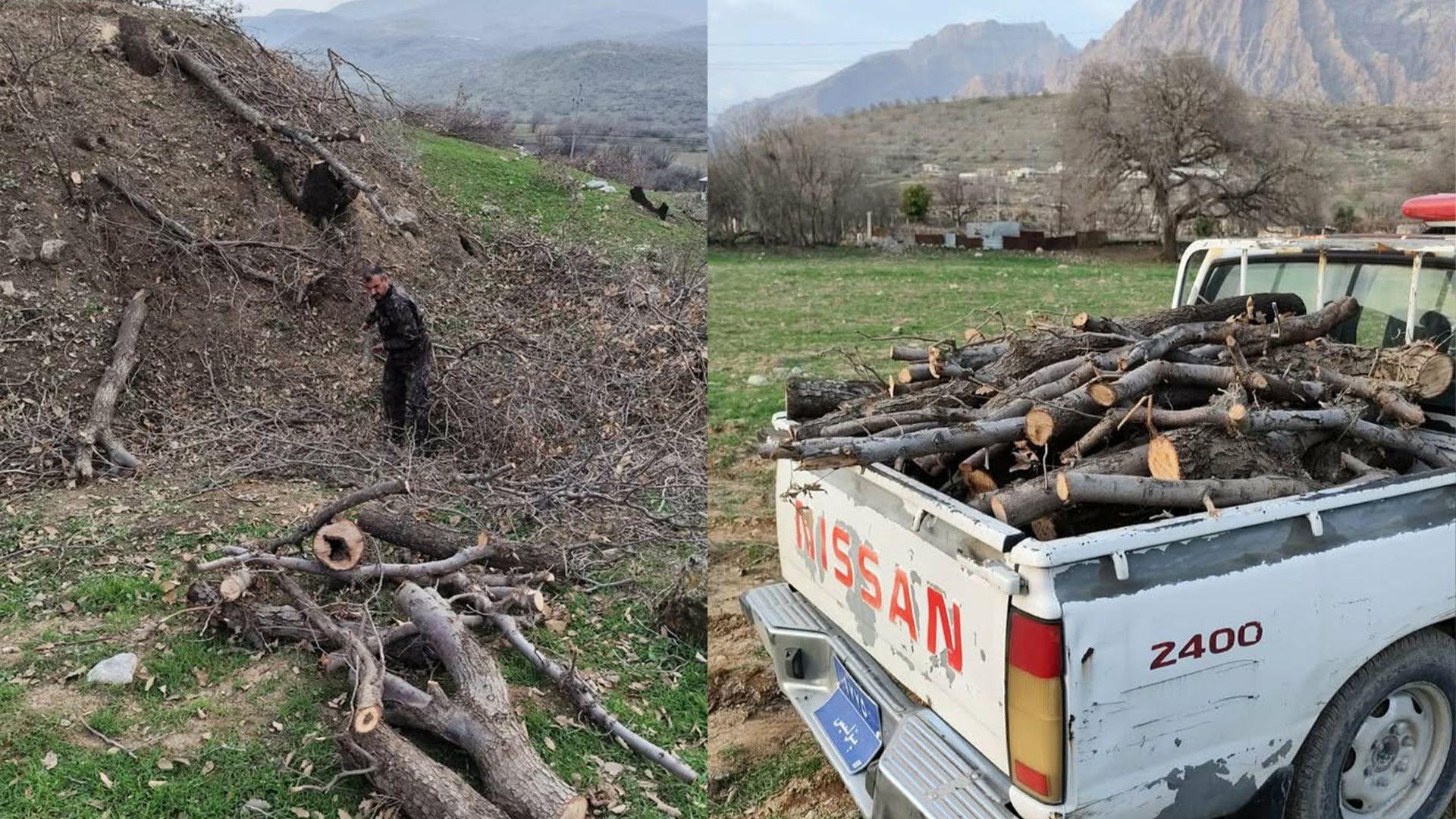 پۆلیسی ژینگەی سلێمانی: 70بنەداری بەڕوو براونەتەوە و تۆمەتبارەکە دەستگیر کرا