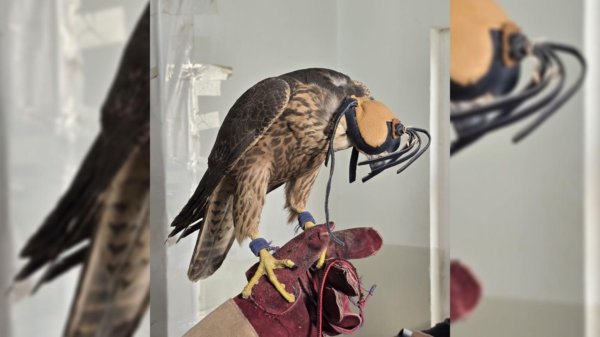 قوشە راوکراوەکە رادەستی پۆلیسی دارستان و ژینگەی گەرمیان کرایەوە