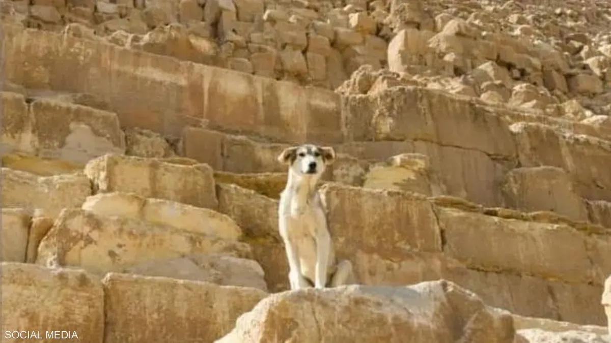 کۆمپانیایەکی گەشتیاری ئەمریکی بەرنامەیەک پێشکەش دەکات بۆ گەشتکردن بۆ میسر و نانخواردنی نیوەڕۆ لەگەڵ سەگی ھەرەمەکان

