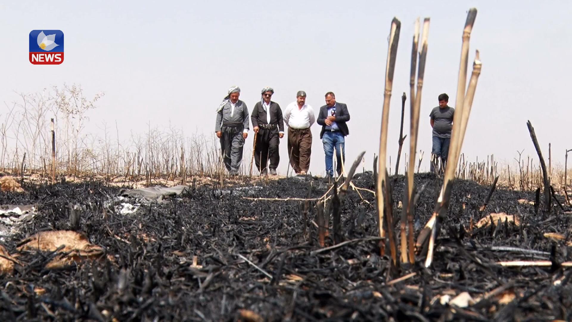 لە گوندی خەرابەی سەرگەڕان ٥٥ دۆنم گەنمی جوتیارێكی كورد سوتێندرا