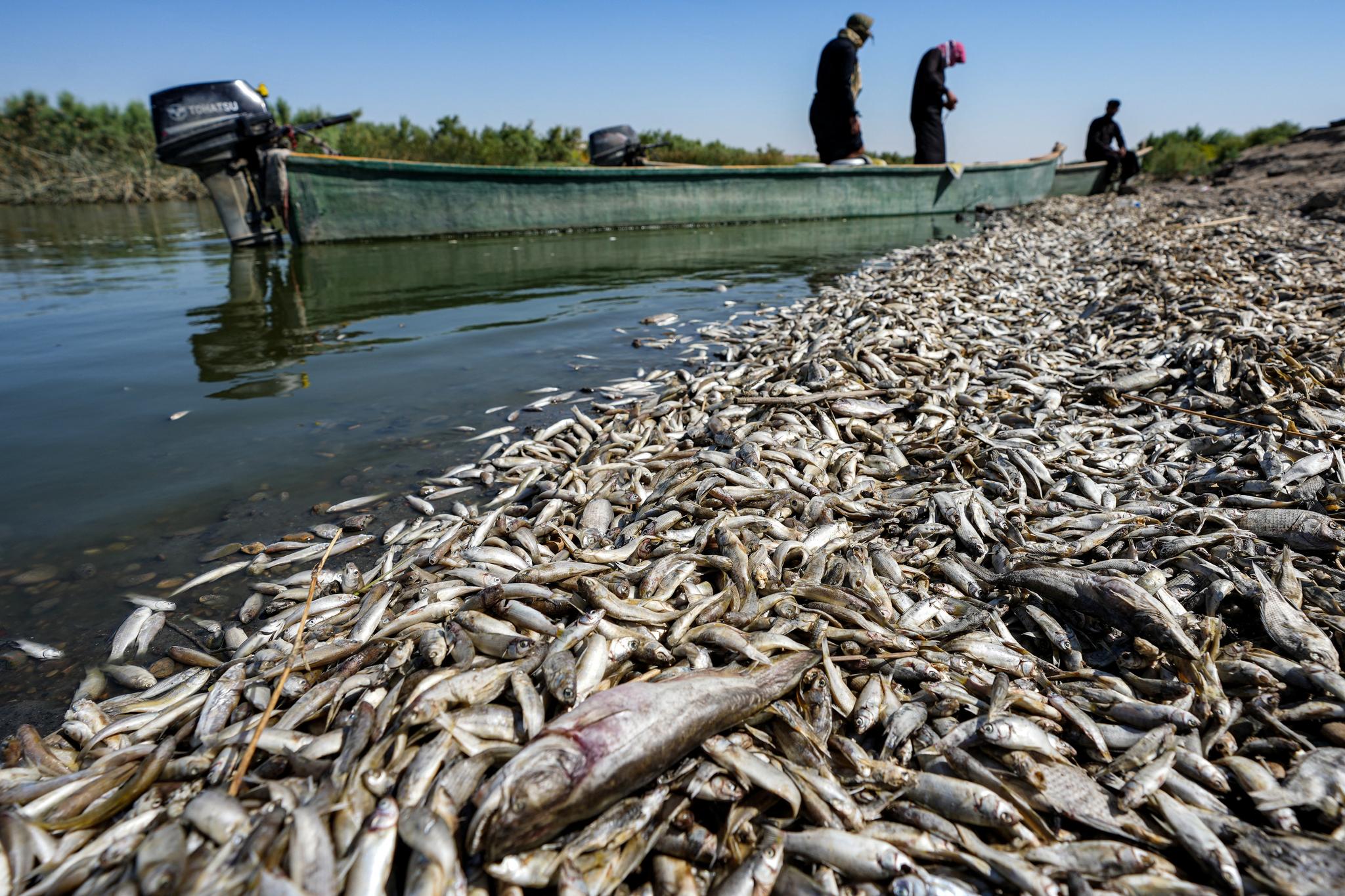 Dead fish wash up on a riverbank in drought-hit Iraq