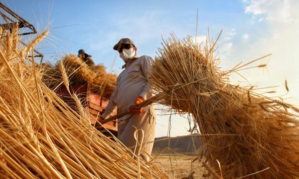 هەفتەی داهاتوو پارەی سێ ساڵی گەنمی جوتیارانی ھەرێم دابەش دەکرێت