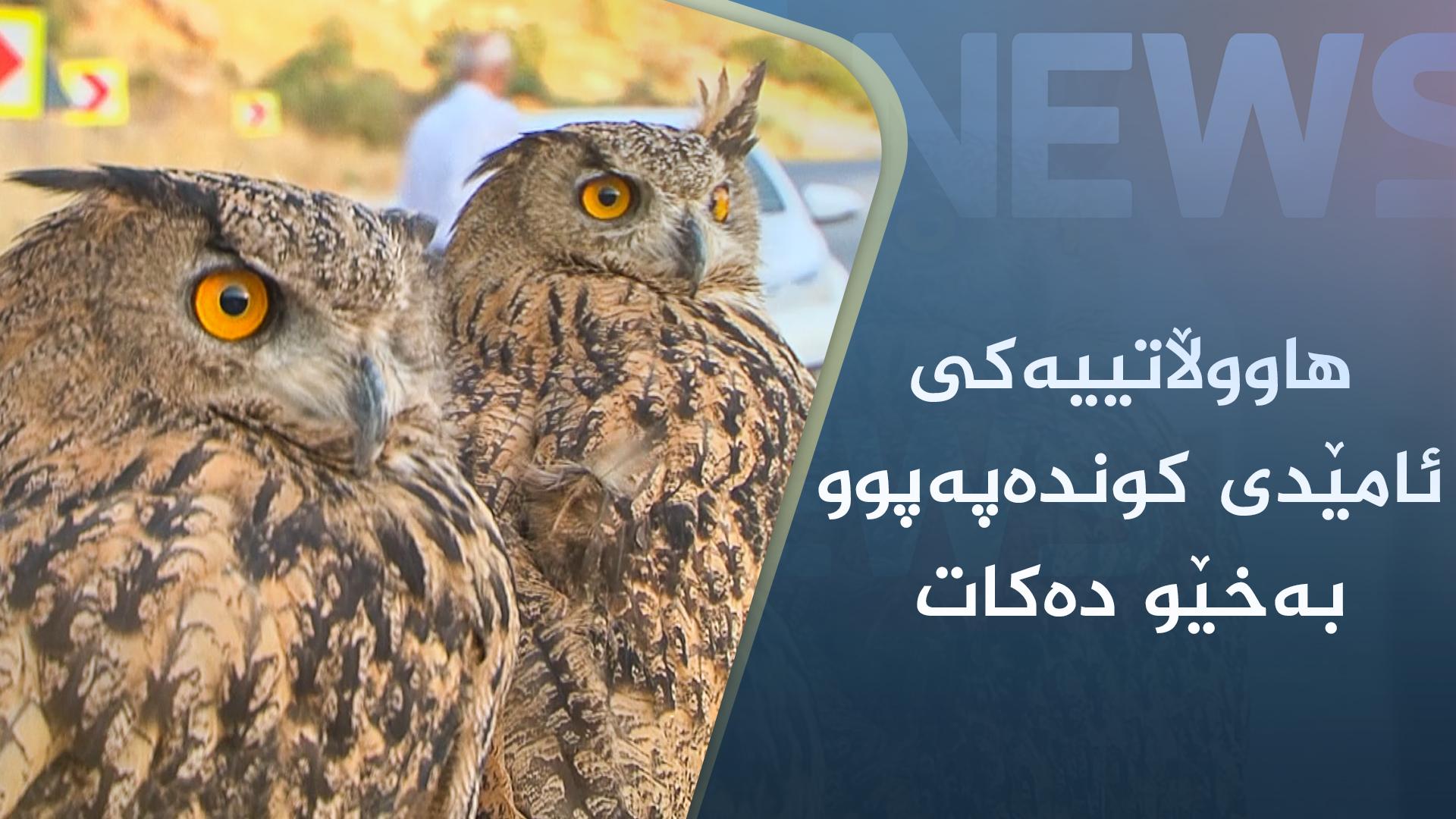 ھاووڵاتییەکی ئامێدی کوندەپەپوو بەخێو دەکات