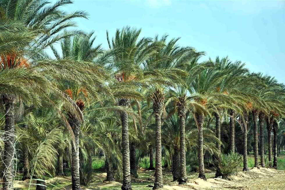 الزراعة تقرر دعم قطاع النخيل بفسائل نسيجية بريطانية عالية الجودة لزيادة الإنتاج