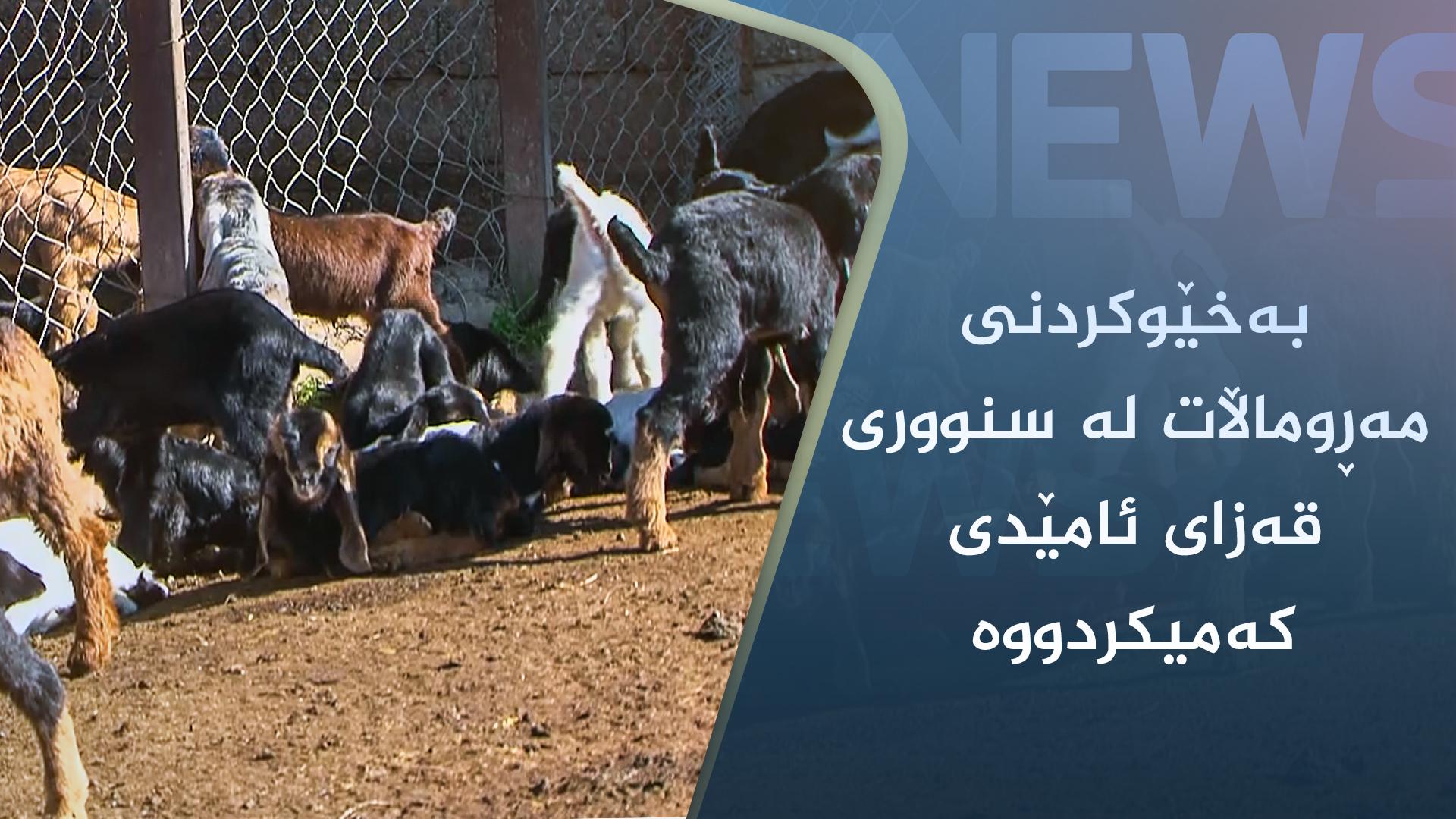 بەخێوکردنی مەڕوماڵات لە سنووری قەزای ئامێدی کەمیکردووە