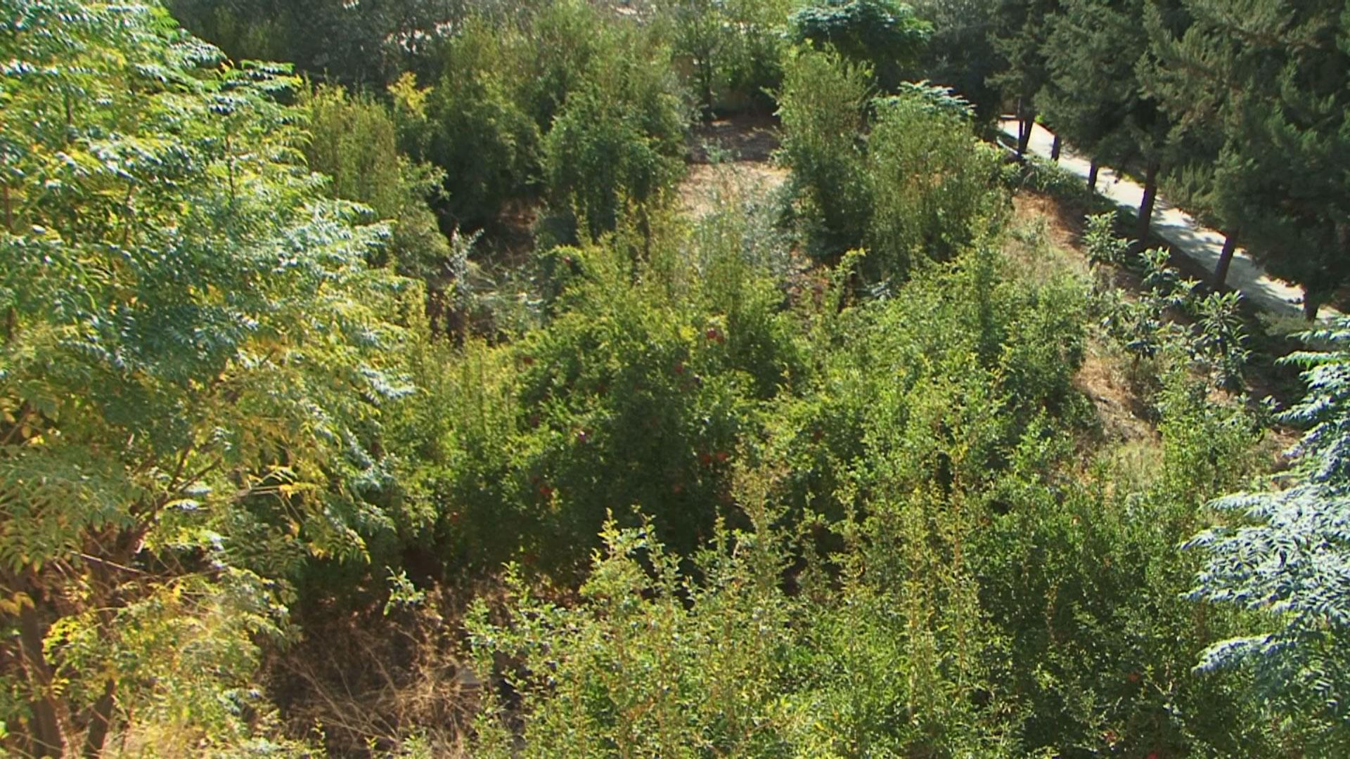 خوێندنگەیەک لە سەیدساق ساڵانە دوو تۆن ھەنار دەخاتە بازاڕەوە