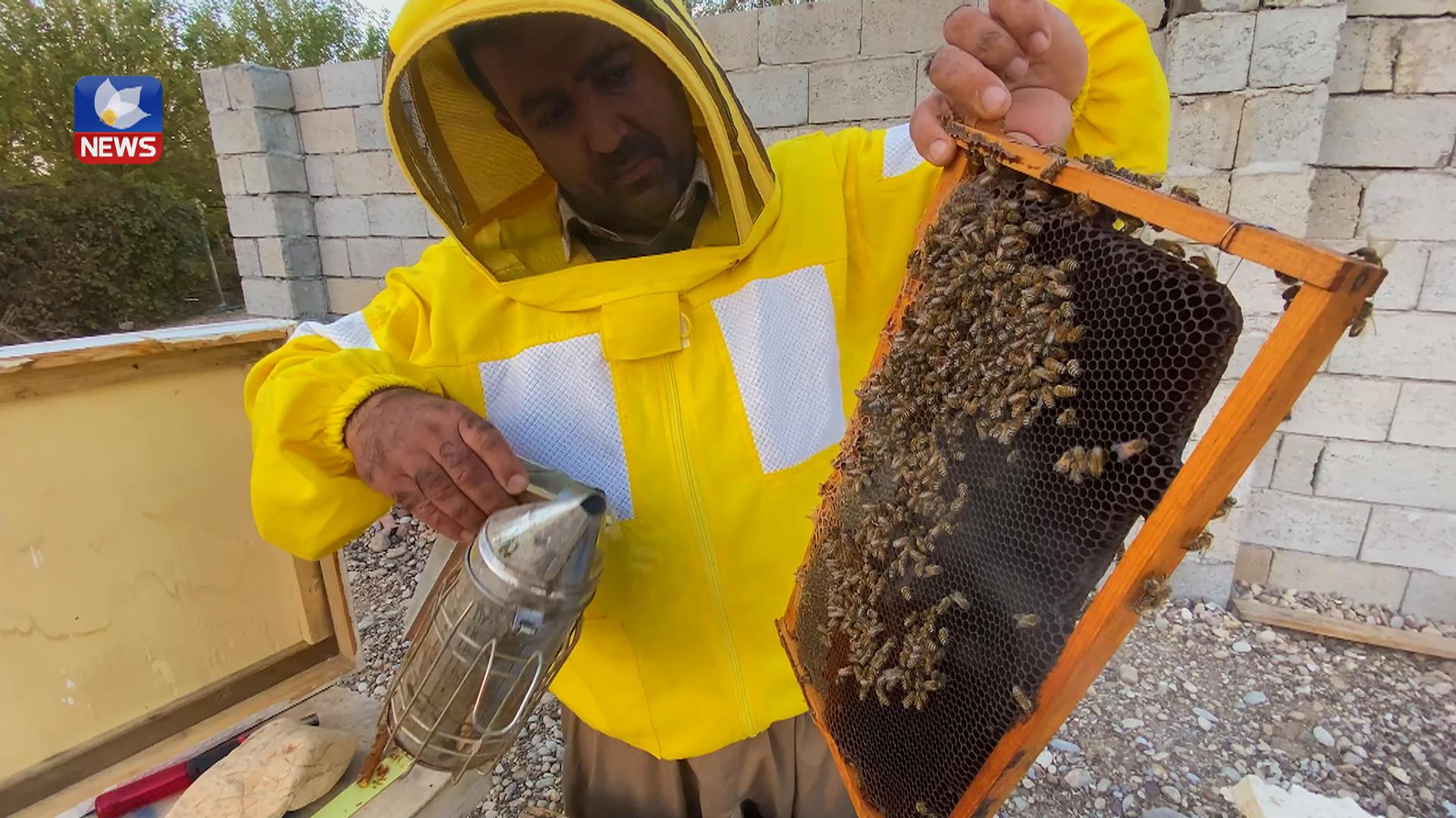 ھەنگەوانێک لە گەرمیان پڕۆژەیەکی نوێ بۆ بەخێوکردنی ھەنگ جێبەجێدەکات