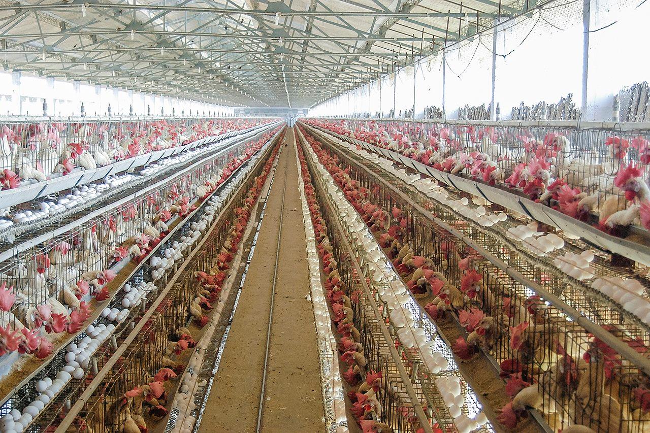 کشتوکاڵی عێراق: تا کۆتایی ساڵ پێداویستی تەواوی بەرھەمەکانی مریشک دابین دەکرێت