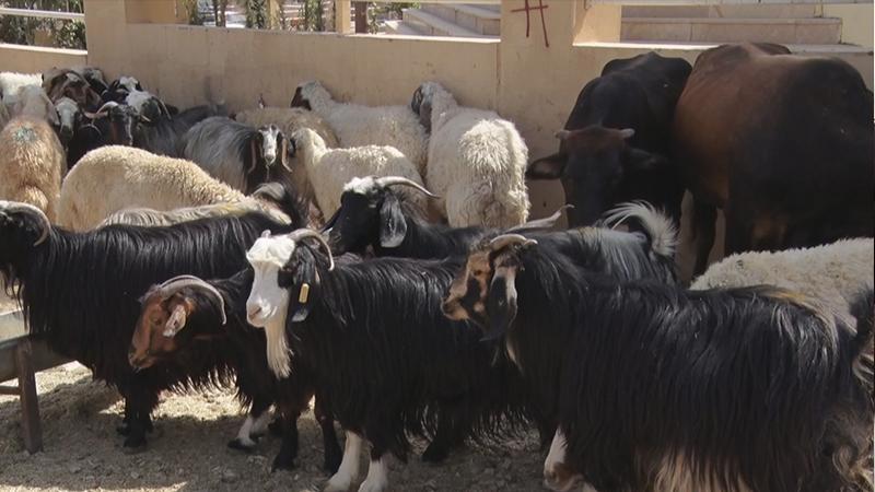 عێراق کۆنتڕۆڵکردنی نەخۆشی زمانی شینی لەناو ئاژەڵاندا راگەیاند