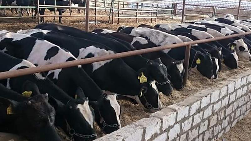 یەکێتی ھاوردە و ناردنکاران داوا لە حکومەت دەکات گومرگ  لەسەر ھاوردەکردنی ئاژەڵ ھەڵبگیرێت