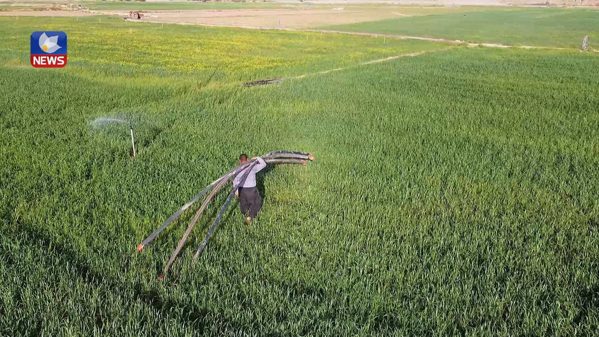 جوتیارانی گەرمیان سیستمی پرژاندن بۆ ئاودانی دانەوێڵەکانیان بەکاردەھێنن