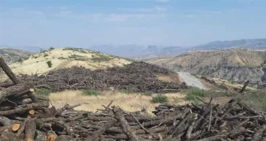 زیانە مادییەکانی بڕینەوەی دارەکان لەلایەن سوپای تورکیاوە ئاشکرا دەکرێت