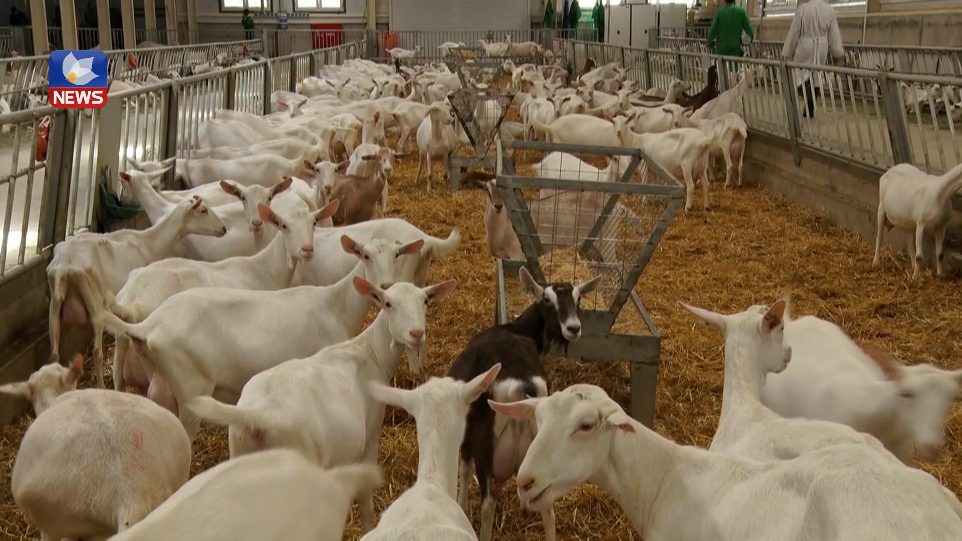 لە ھەڵەبجە پڕۆژەیەکی ئاژەڵداری لە قۆناغی ئەزموونیدا سەرکەوتنی بەدەستھێناوە