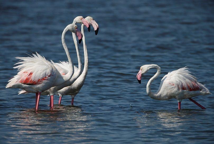 وزراة البيئة تعلن انخفاض مخالفات الصيد الجائر وتراجع عرض الطيور النادرة في الأسواق