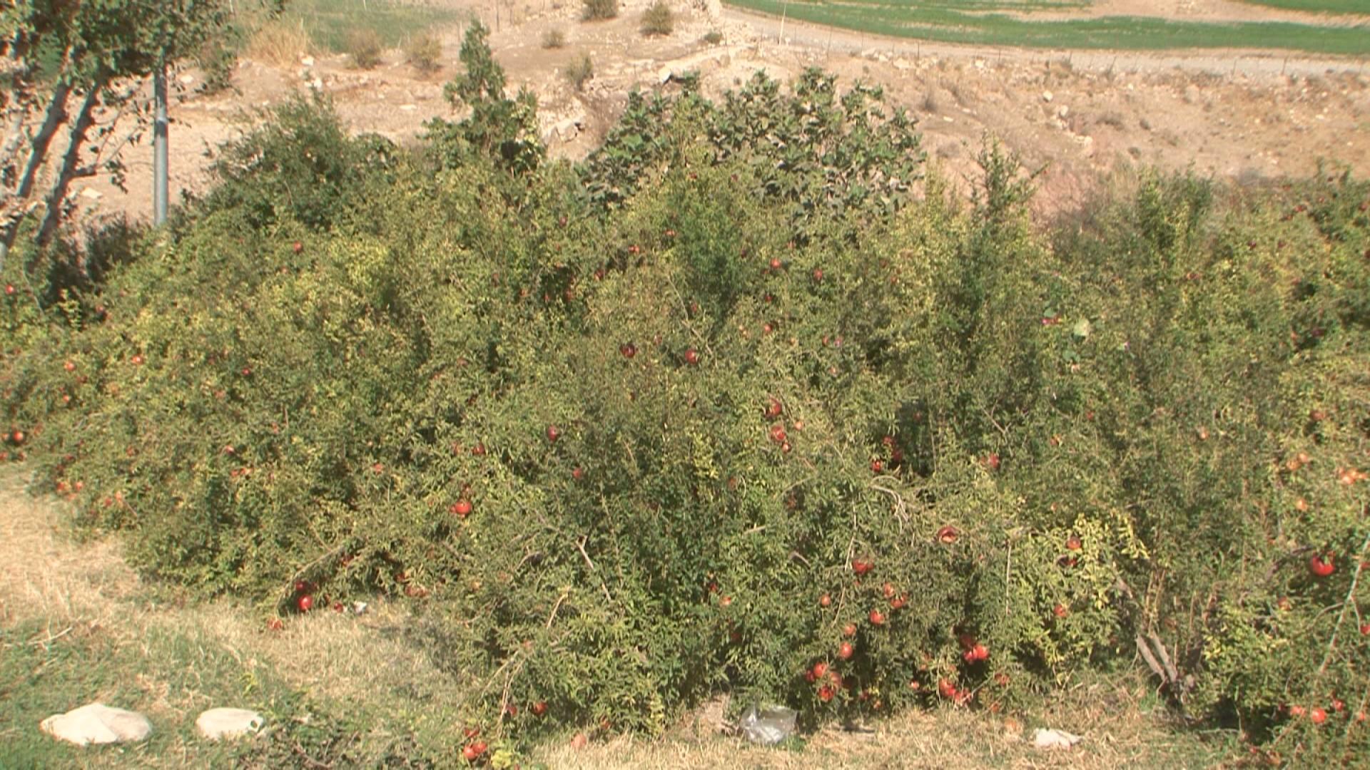 وەرزی رنینەوەی ھەنار لە ناحیەی ئاغجەلەر دەستیپێکردوە
