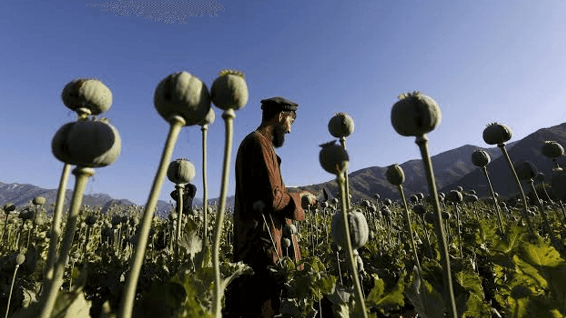 نەتەوەیەگرتوەکان: ئەمساڵ لە ئەفغانستان بەرهەمهێنانی تریاک بۆ پێنج هێندە زیادی کردوە