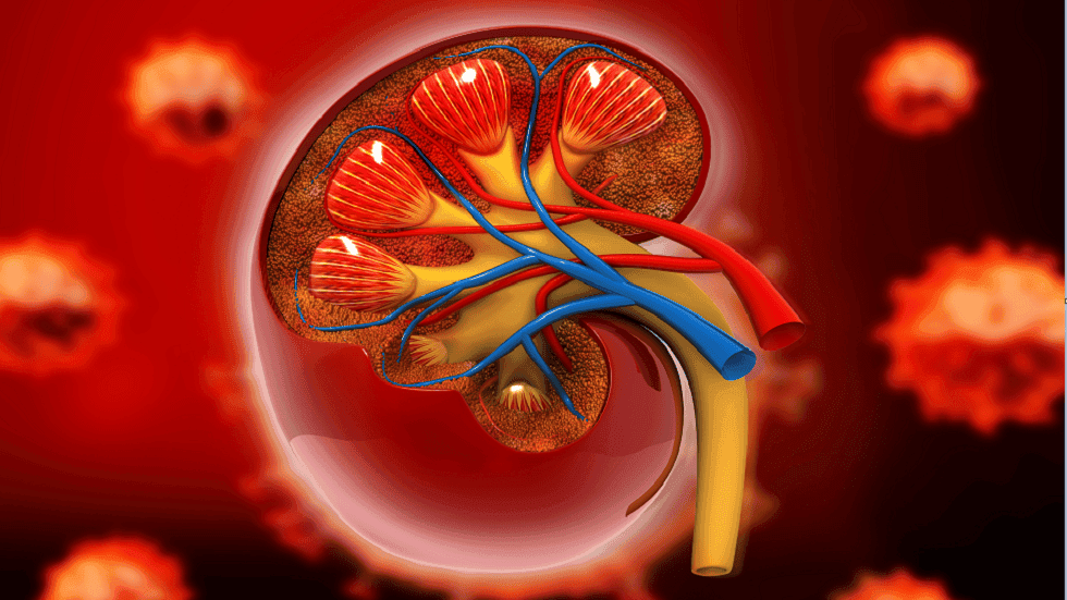 نظام غذائي بسيط قد يُحدث فرقا في صحة الكلى