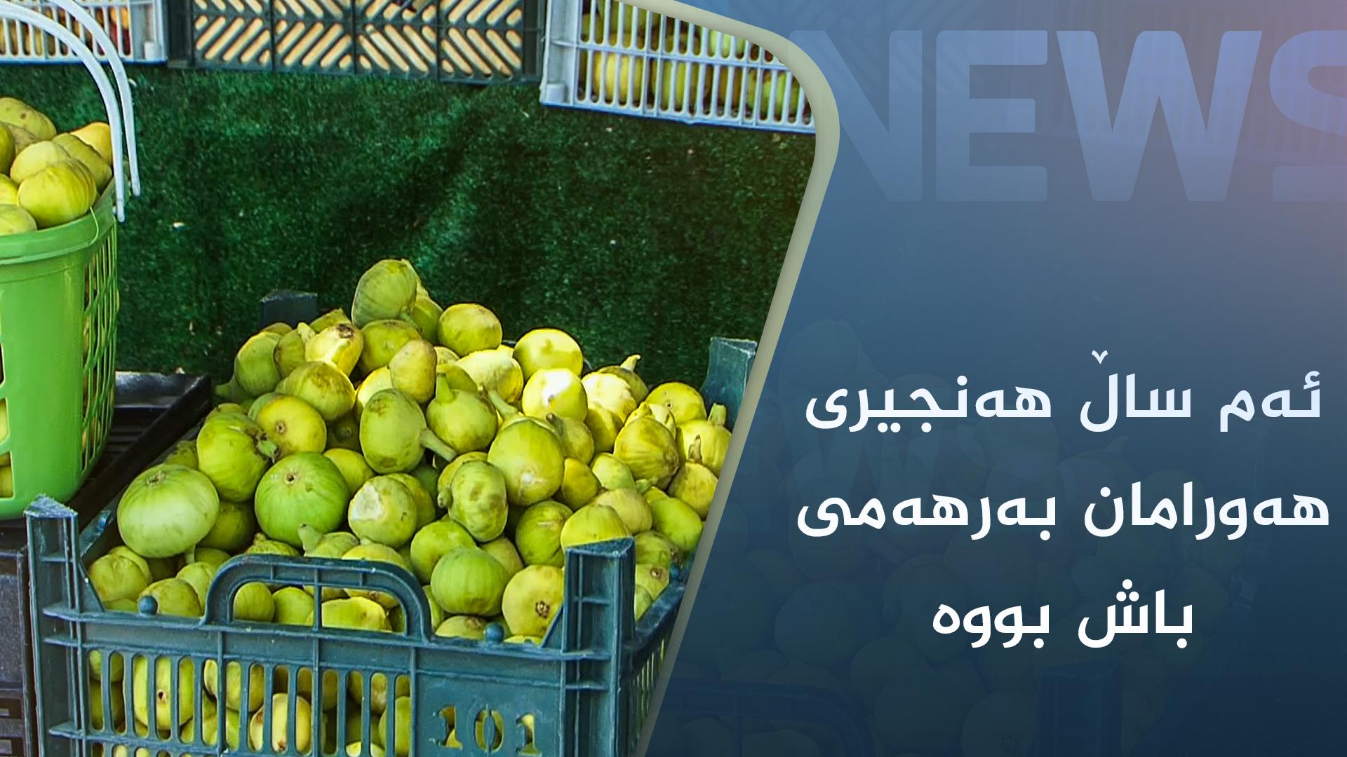 ئەم ساڵ ھەنجیری ھەورامان بەرهەمی باش بووە